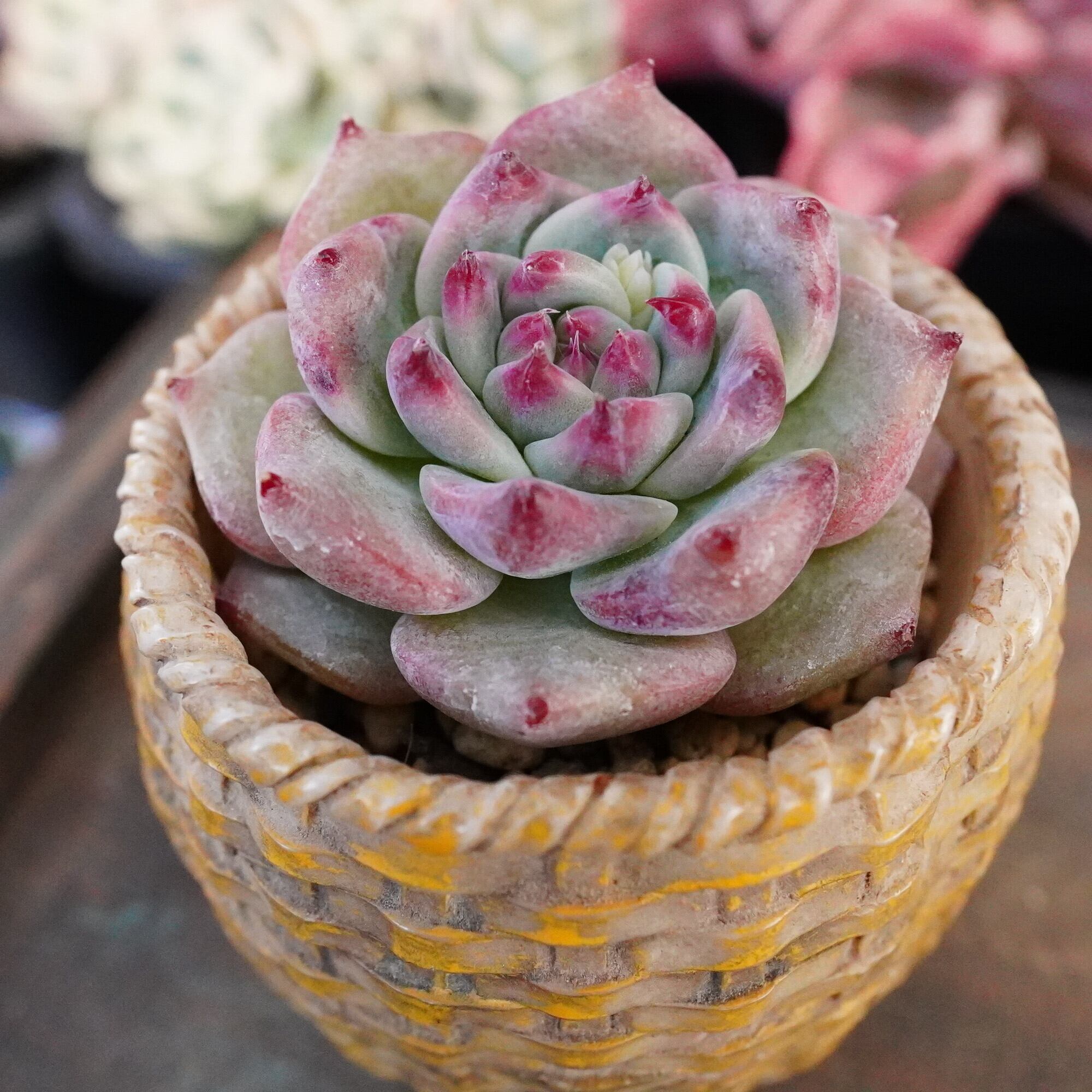 多肉植物 | E-TANIKU