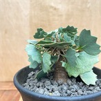 Othonna hederifolia【オトンナ・ヘデリフォリア・実生】