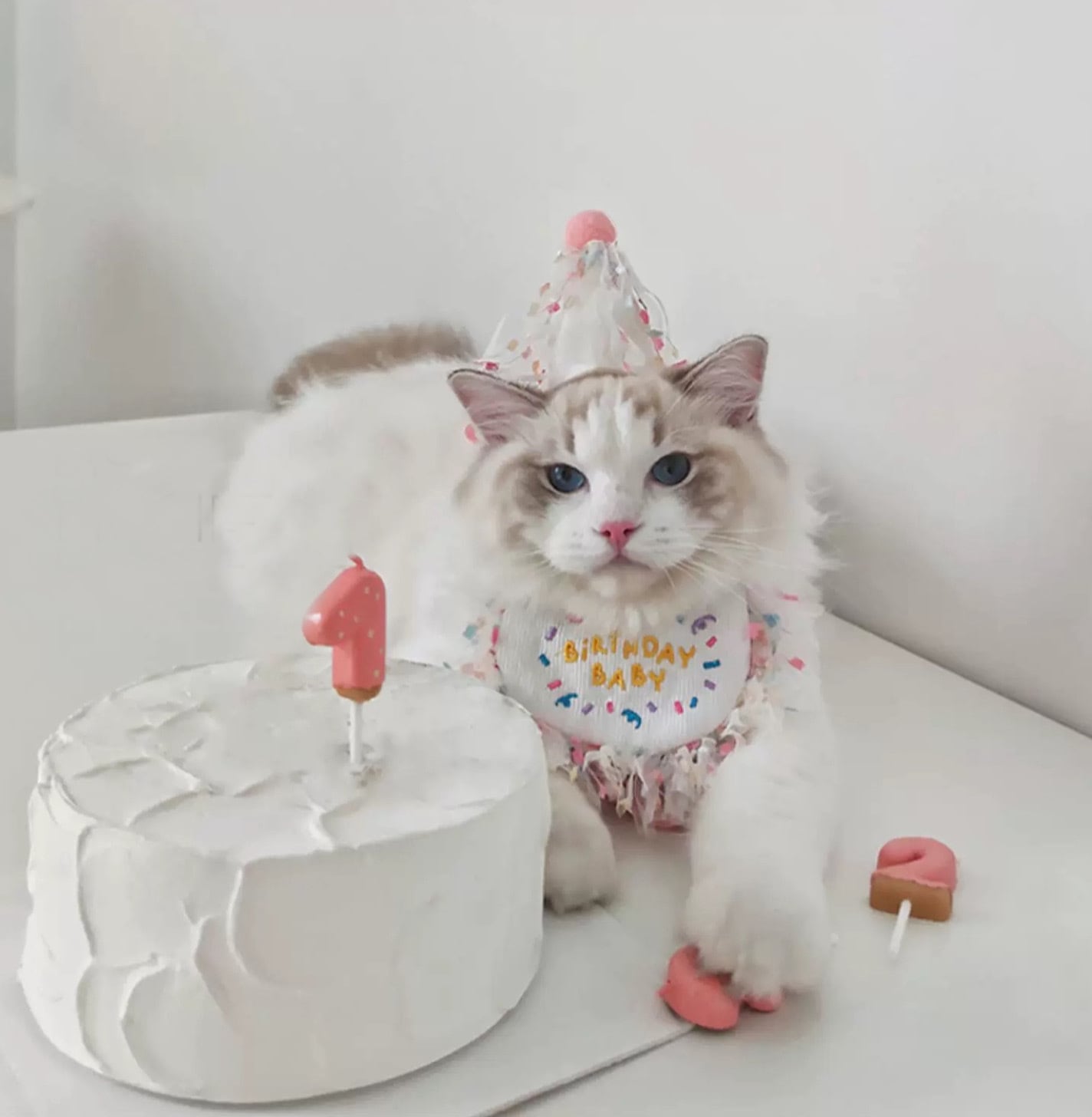 birthdayねこ柄はぎれ 生地 布 にゃんともかわいいSEWING 猫の手芸屋
