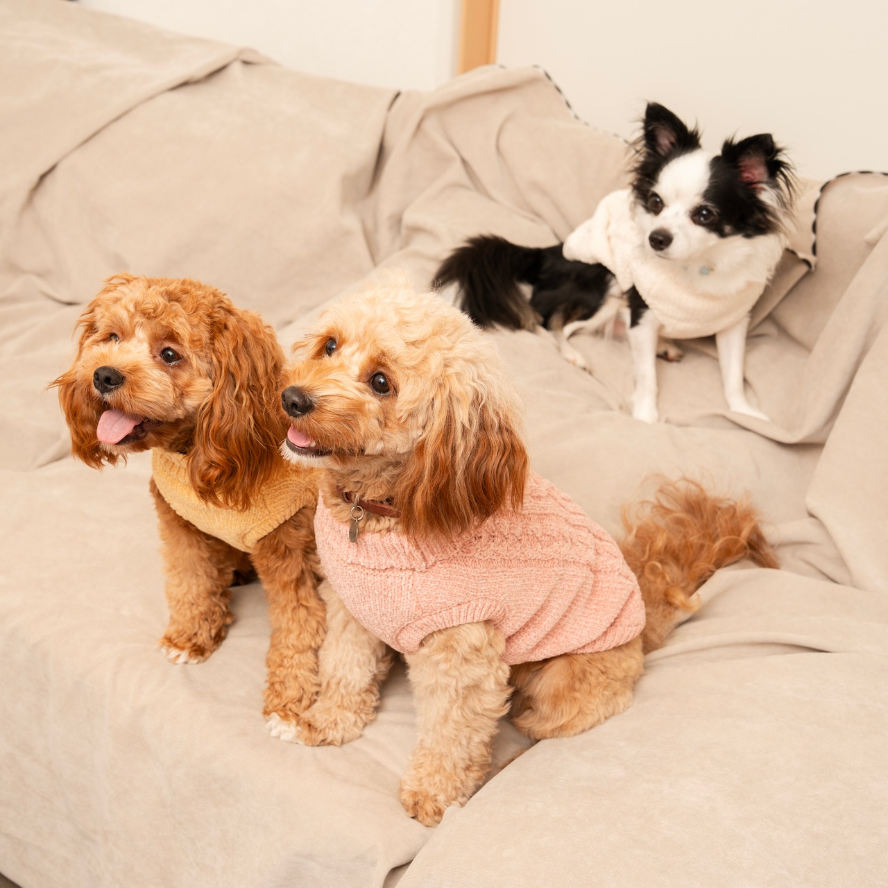 TOREOTTO38 DOG KNITVEST / PINK