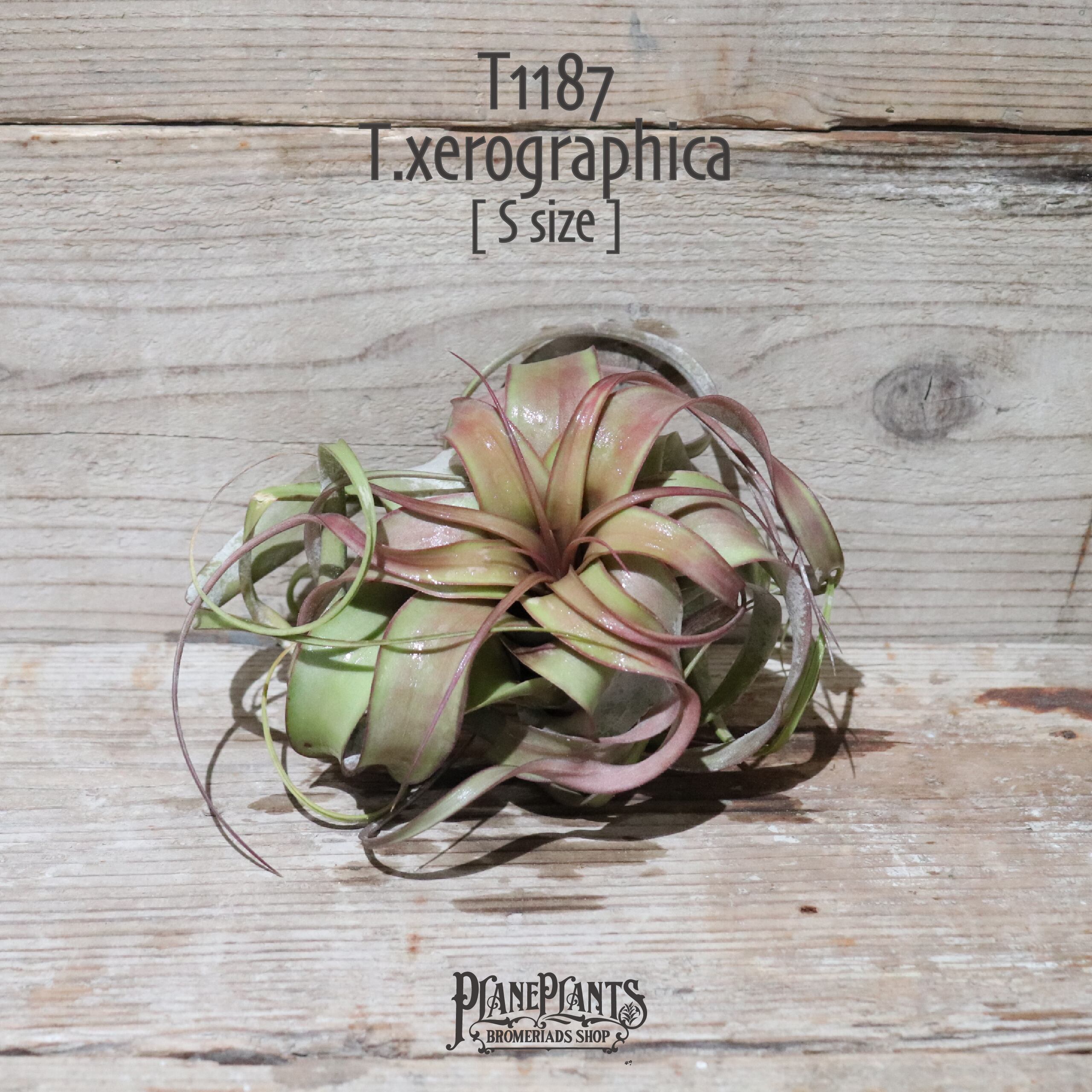 【reserved】キセログラフィカ RED S〔エアプランツ〕現品発送T1187