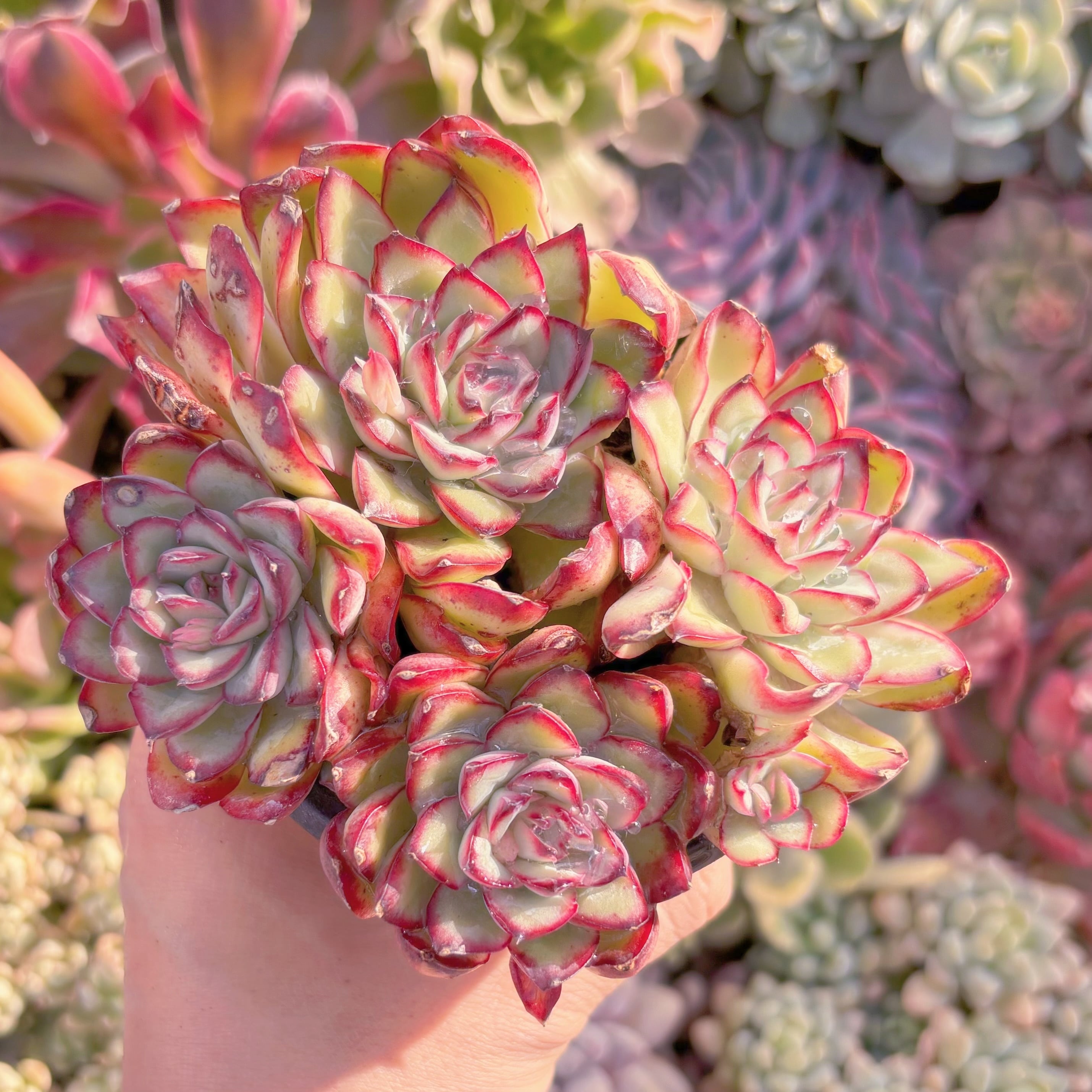 現品　メキシコプリトニス#015　群生　るる農園