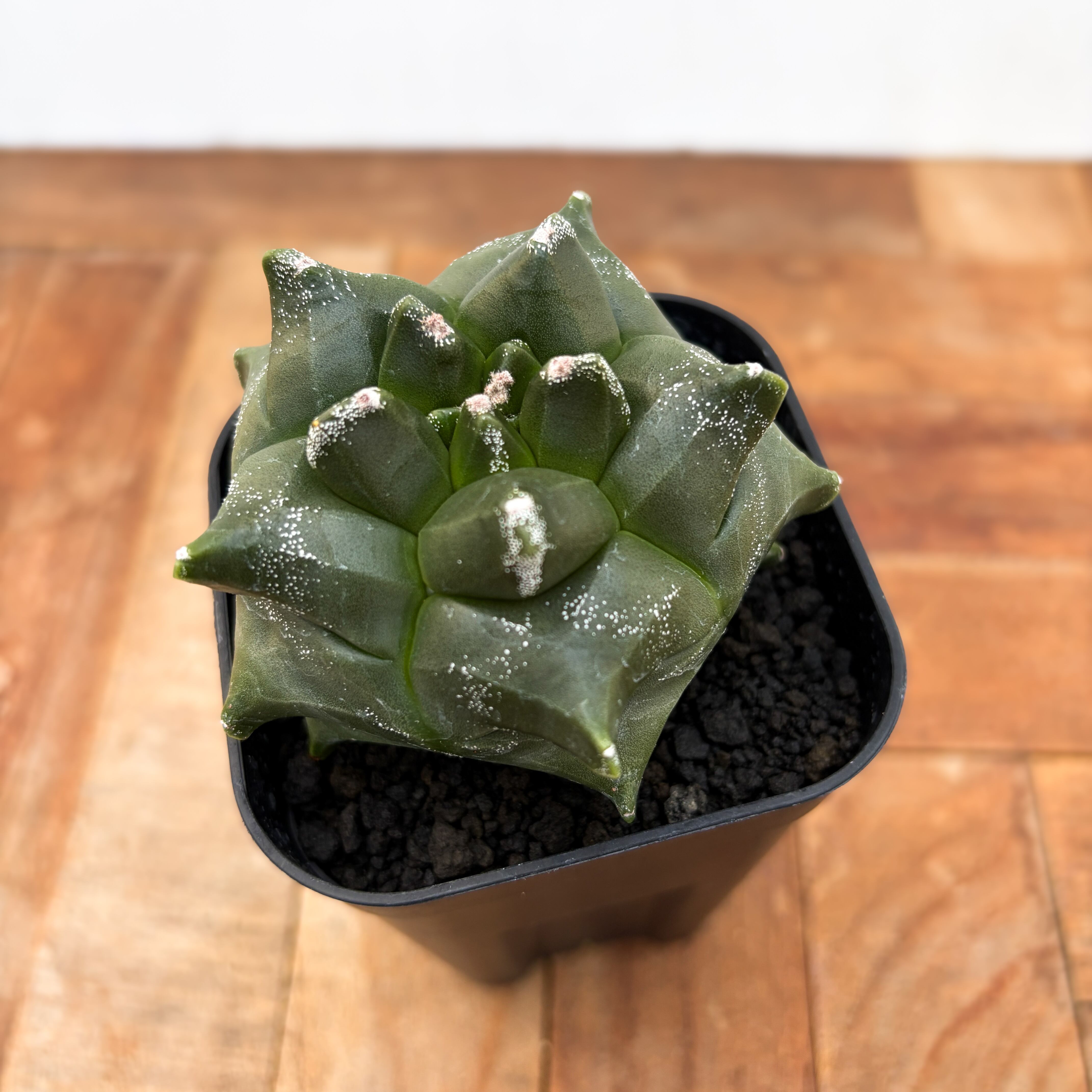 Astrophytum myriostigma var. nudum 【アストロフィツム・金平糖