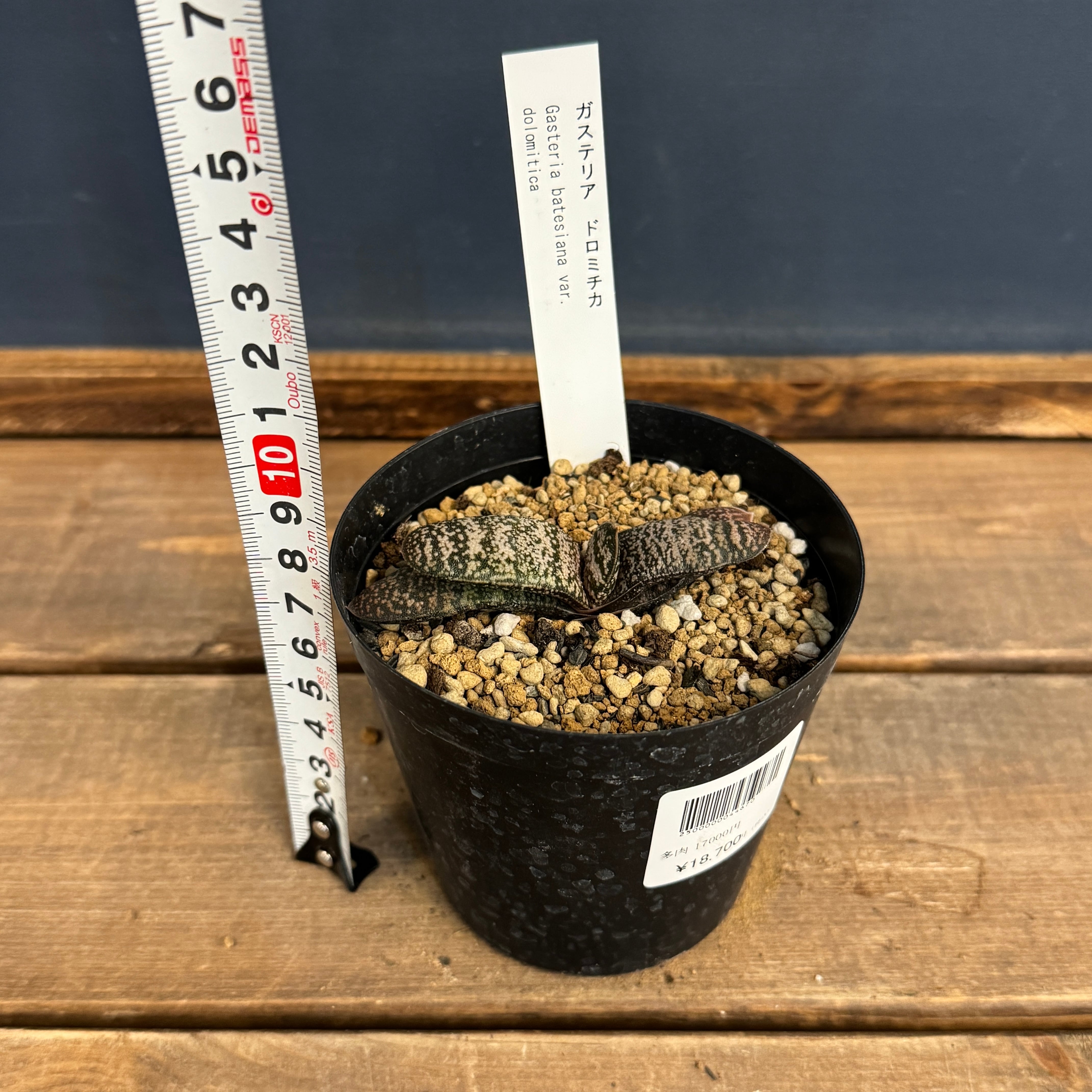 2/23更新　ガステリア　ドロミチカ　カキコ付き　希少種　葉数6枚 多肉植物：ガステリア バテシアナ ドロミチカ*幅7cm 現品！一品限り