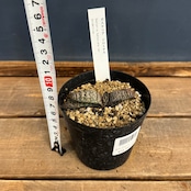 ガステリア ドロミチカ【987】