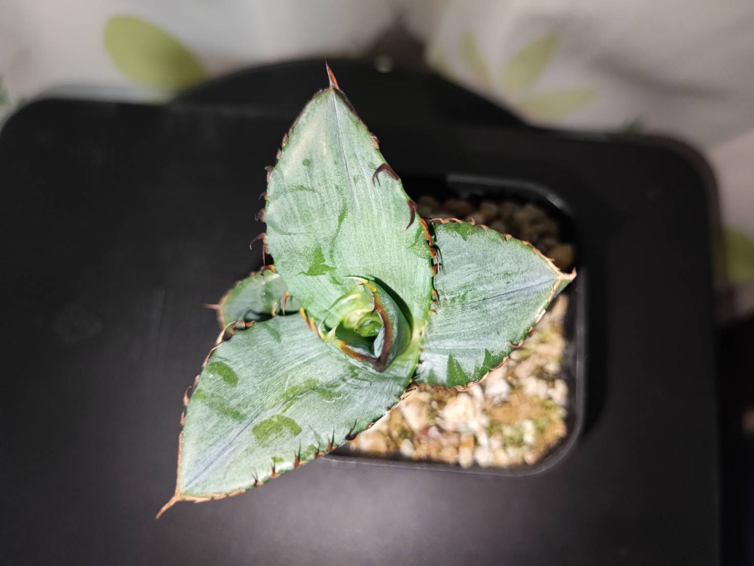 【 57 】oteroi seedling ②