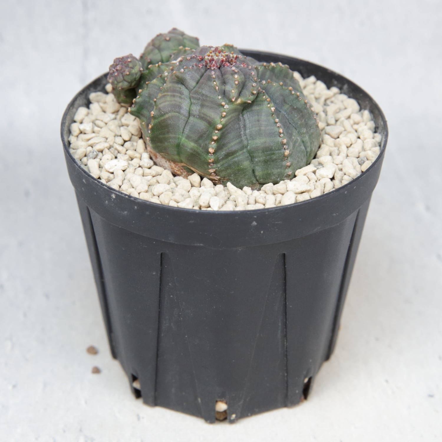 超扁平 仔吹き モンスト 捻じれ マイクロ オベサ / ユーフォルビア