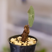 Stephania kaweesakii / ステファニア カウィーサキー㊸/ 観葉植物