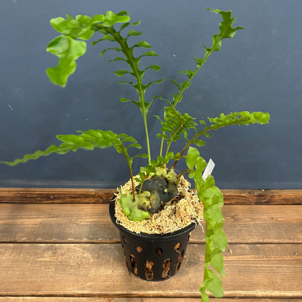 レカノプテリス celebica【135】