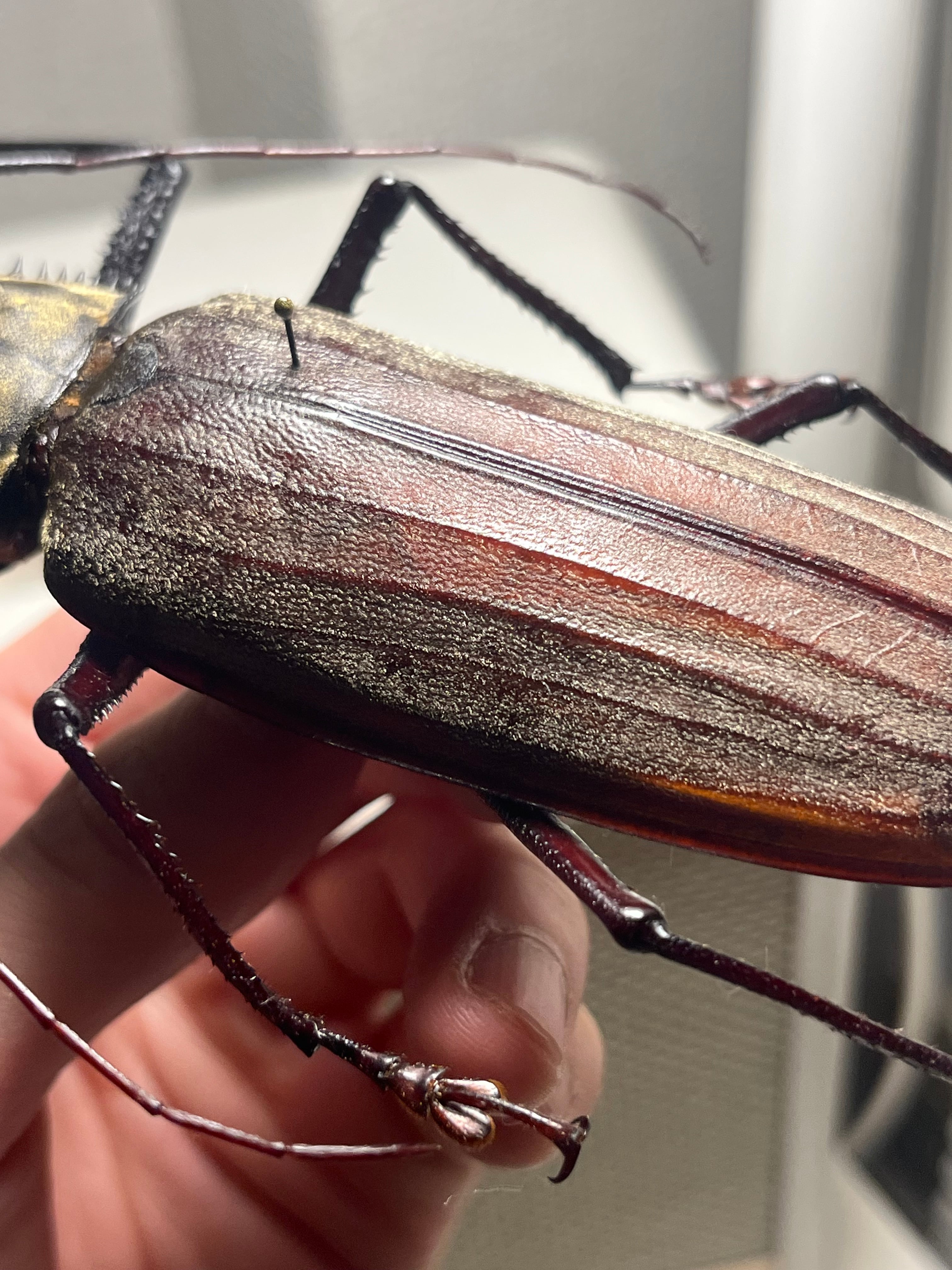 125mm♂】スジバネトゲフチオオウスバカミキリ ブルウスバカミキリ