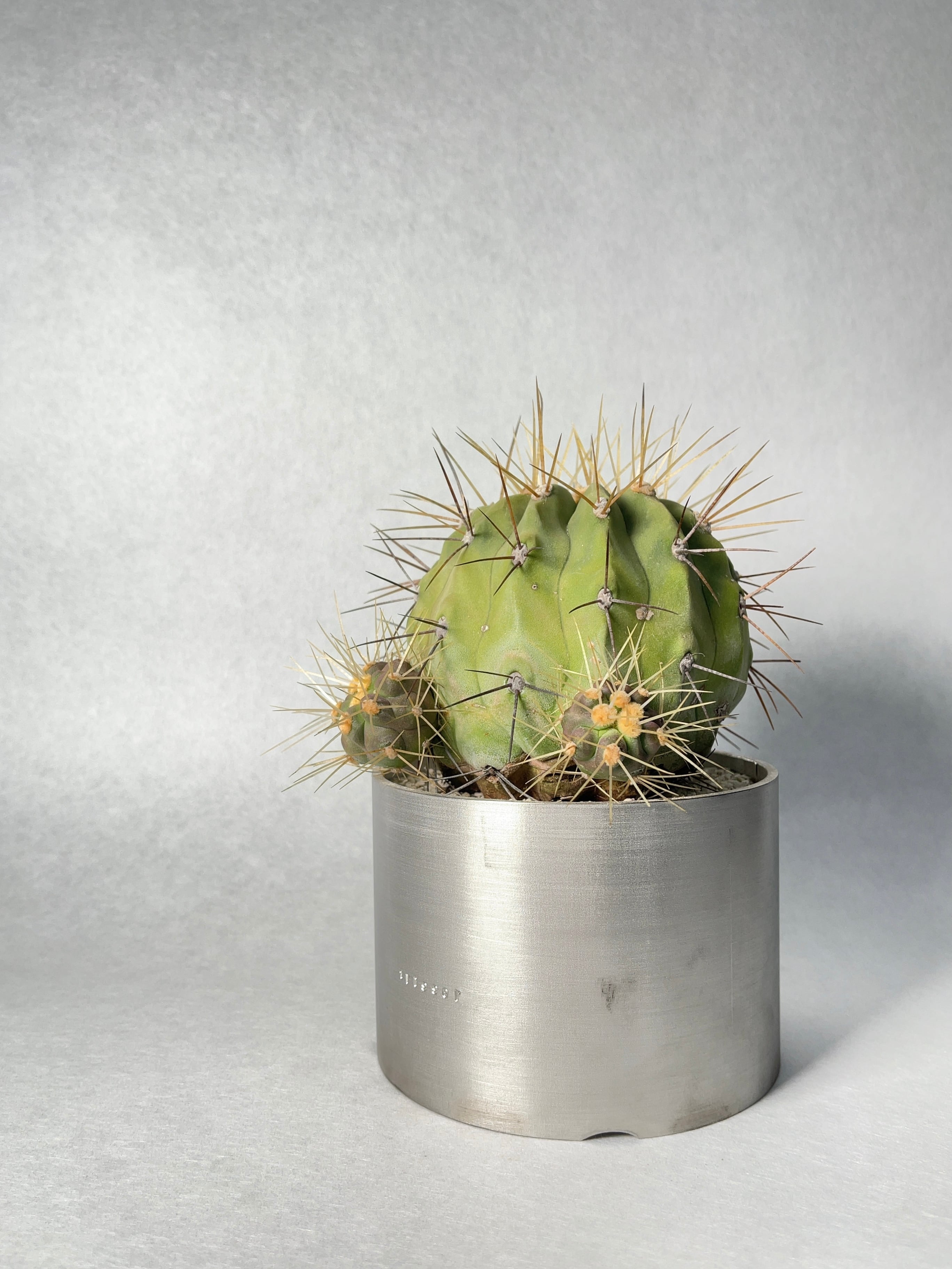 コピアポア・逆鱗丸 | trigger