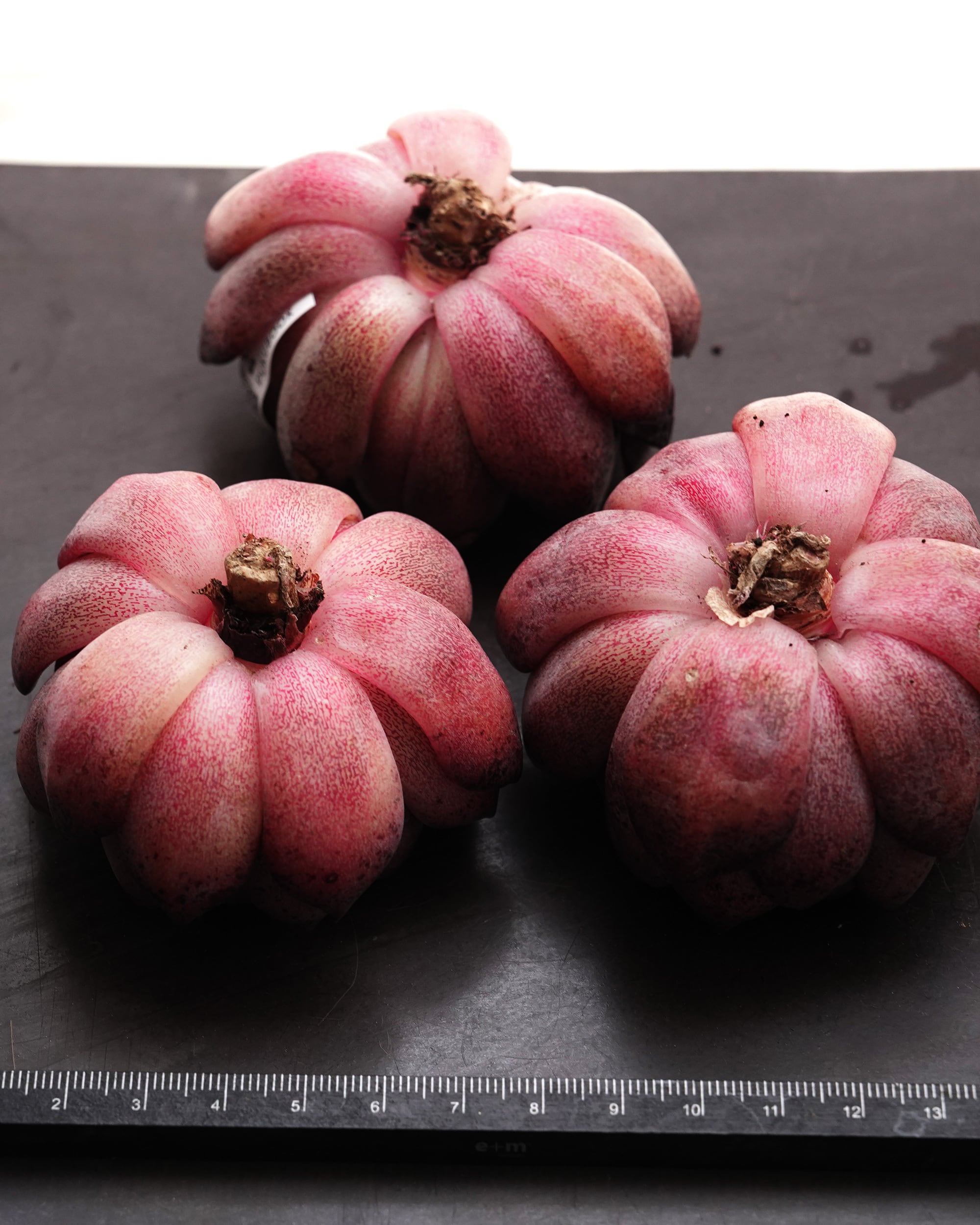 カット苗 紫怡 【日本初上陸？！】 Echeveria 'Ziyi' | PUKUBOOK