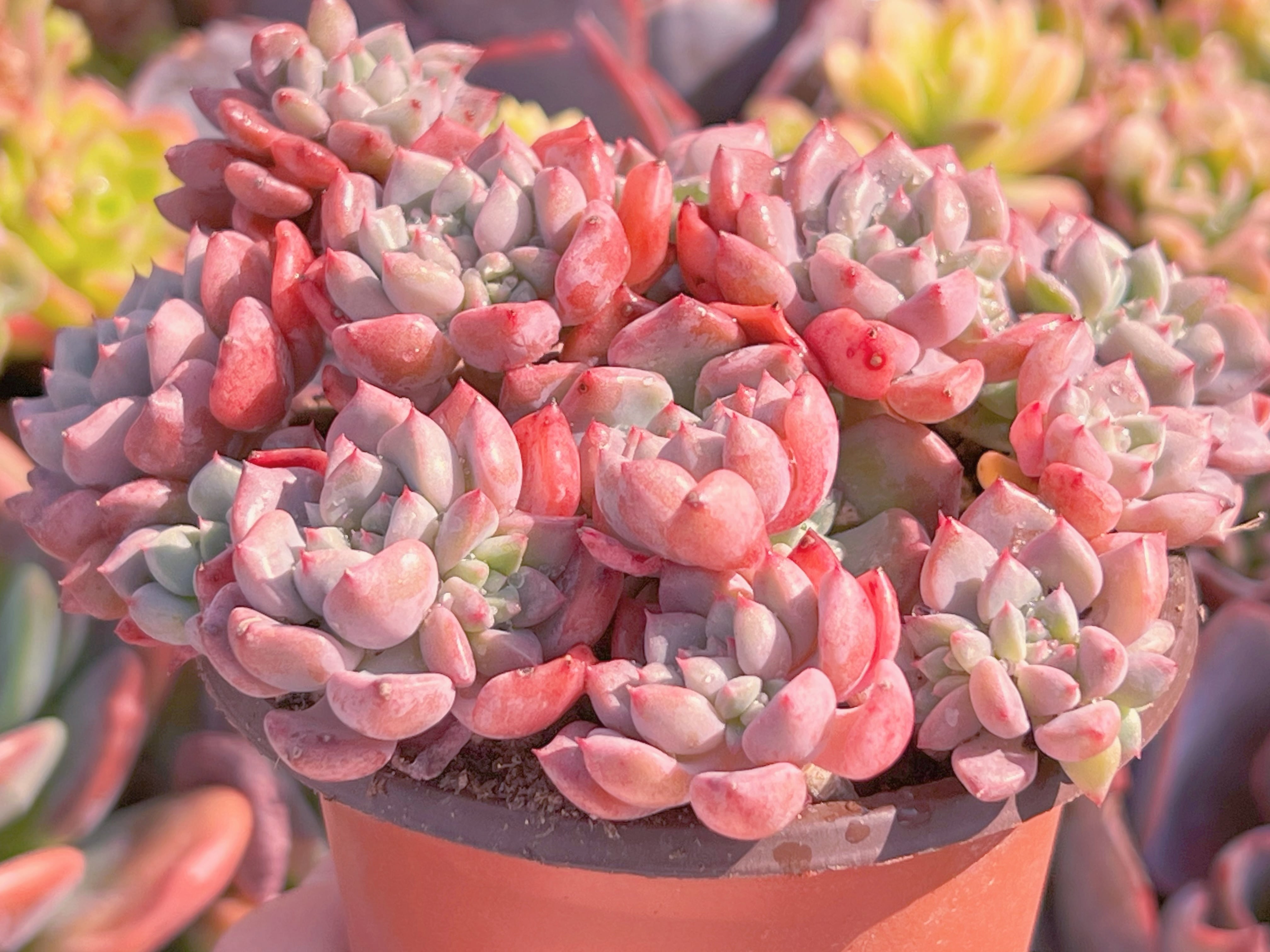 現品 キュートバブル#F027 大群生 るる農園 | るる農園~多肉植物専門