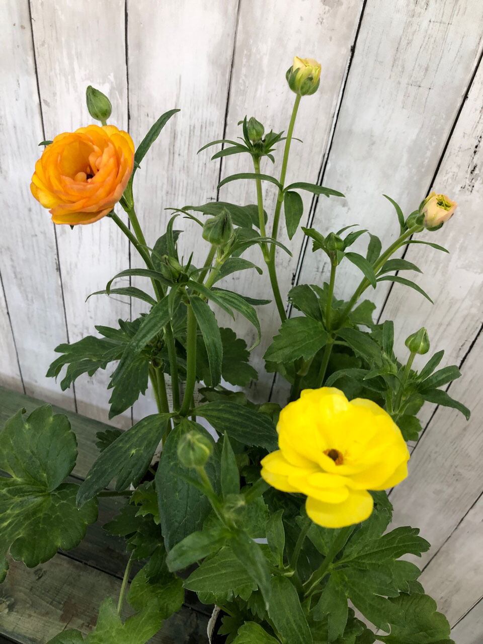 2025年最新】シーアネモネ バラの人気アイテム - メルカリ 希少品種