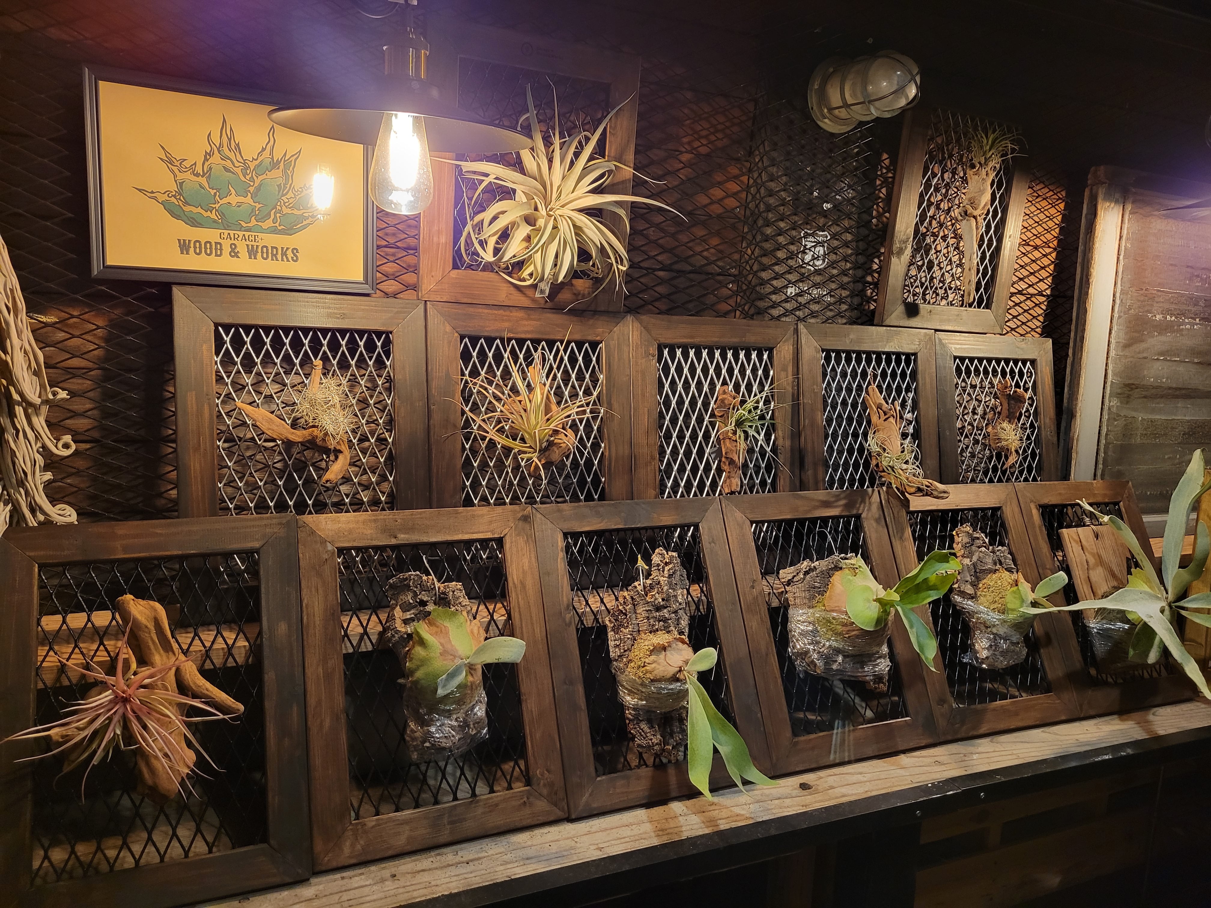 観賞用額縁 】Lサイズ ビカクシダ・エアープランツ 等に | garage＋