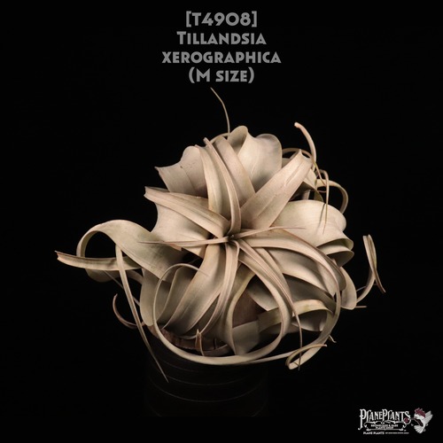 【送料無料】xerographica M〔エアプランツ〕現品発送T4908