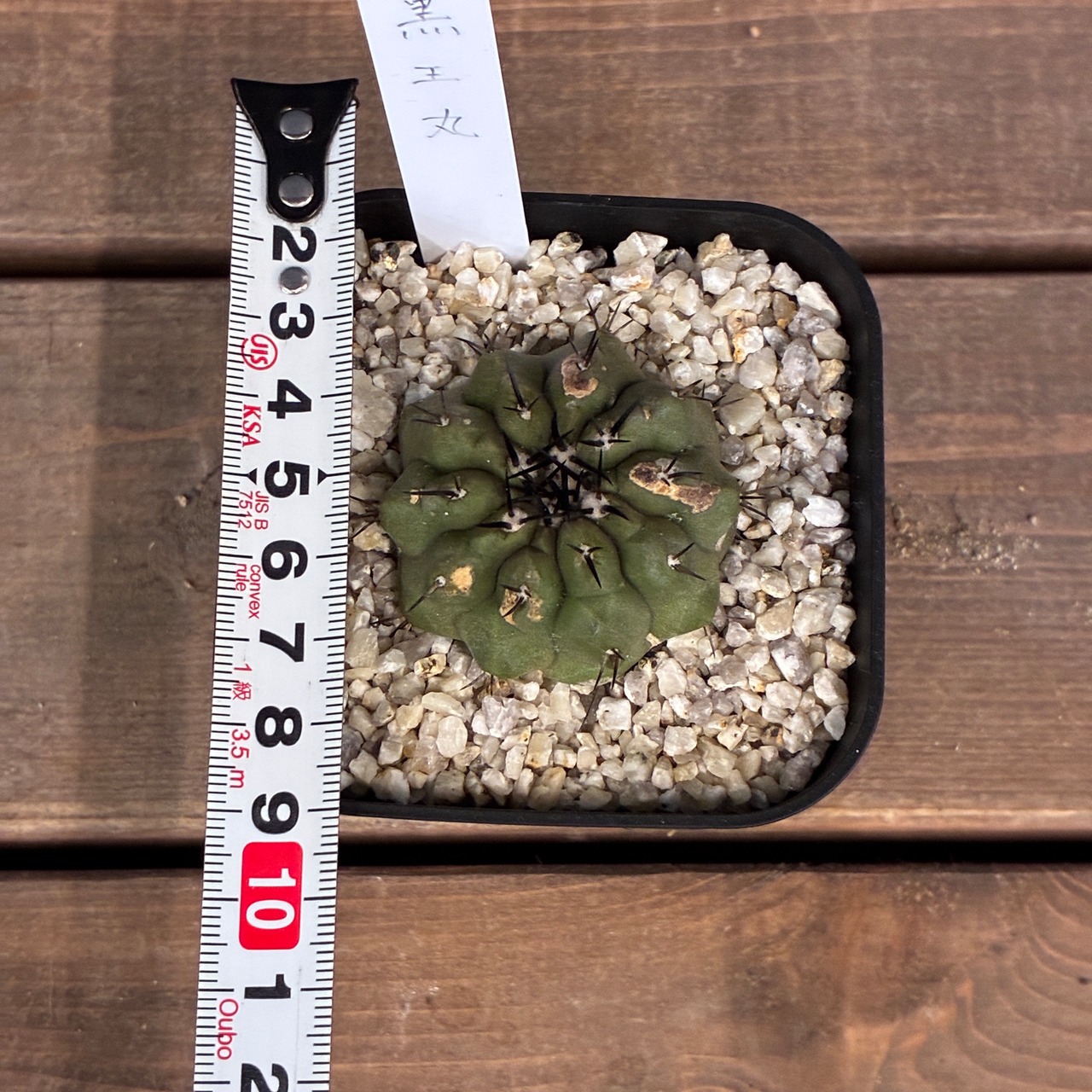 【Copiapoa】サボテン　コピアポア　黒王丸実生【840】【再撮影】