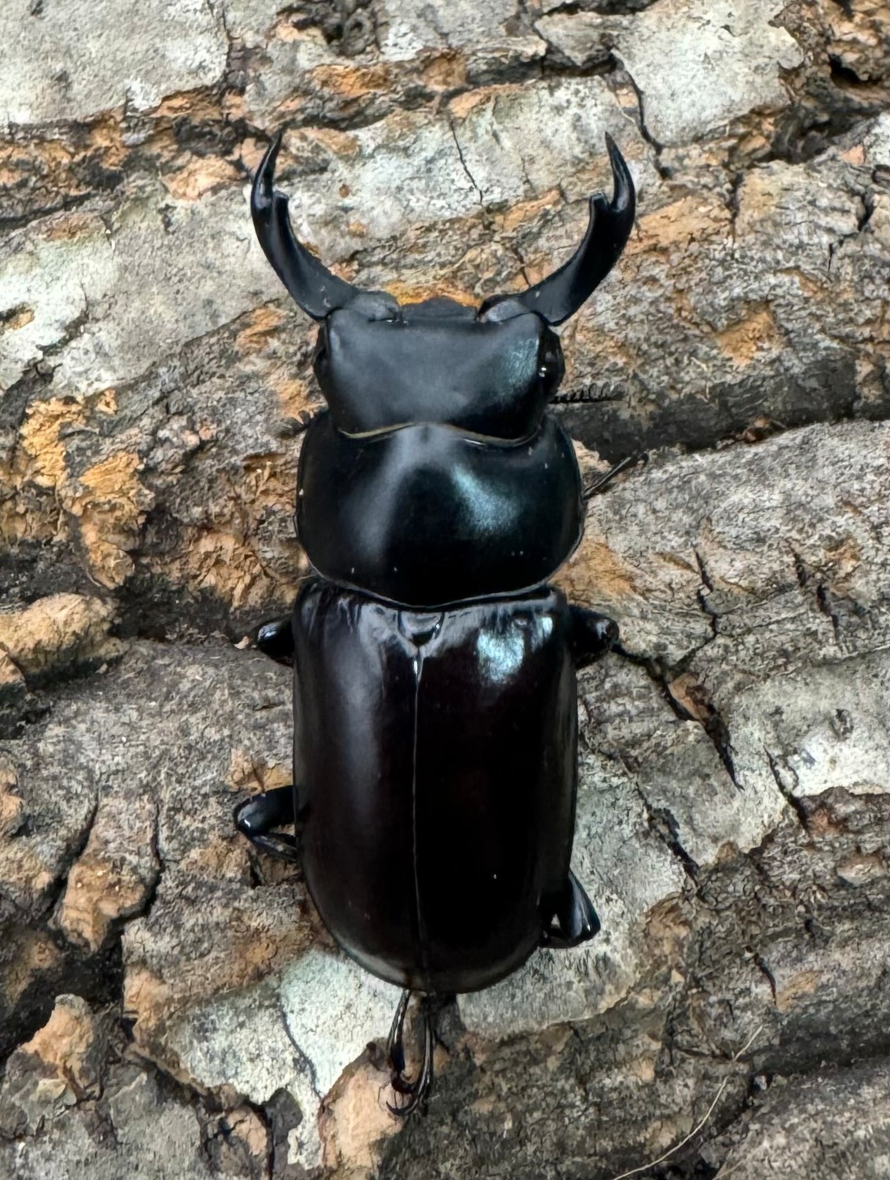 【WF2】《ドルクス ニンティエンシス(リンジー) 36mm ペア》