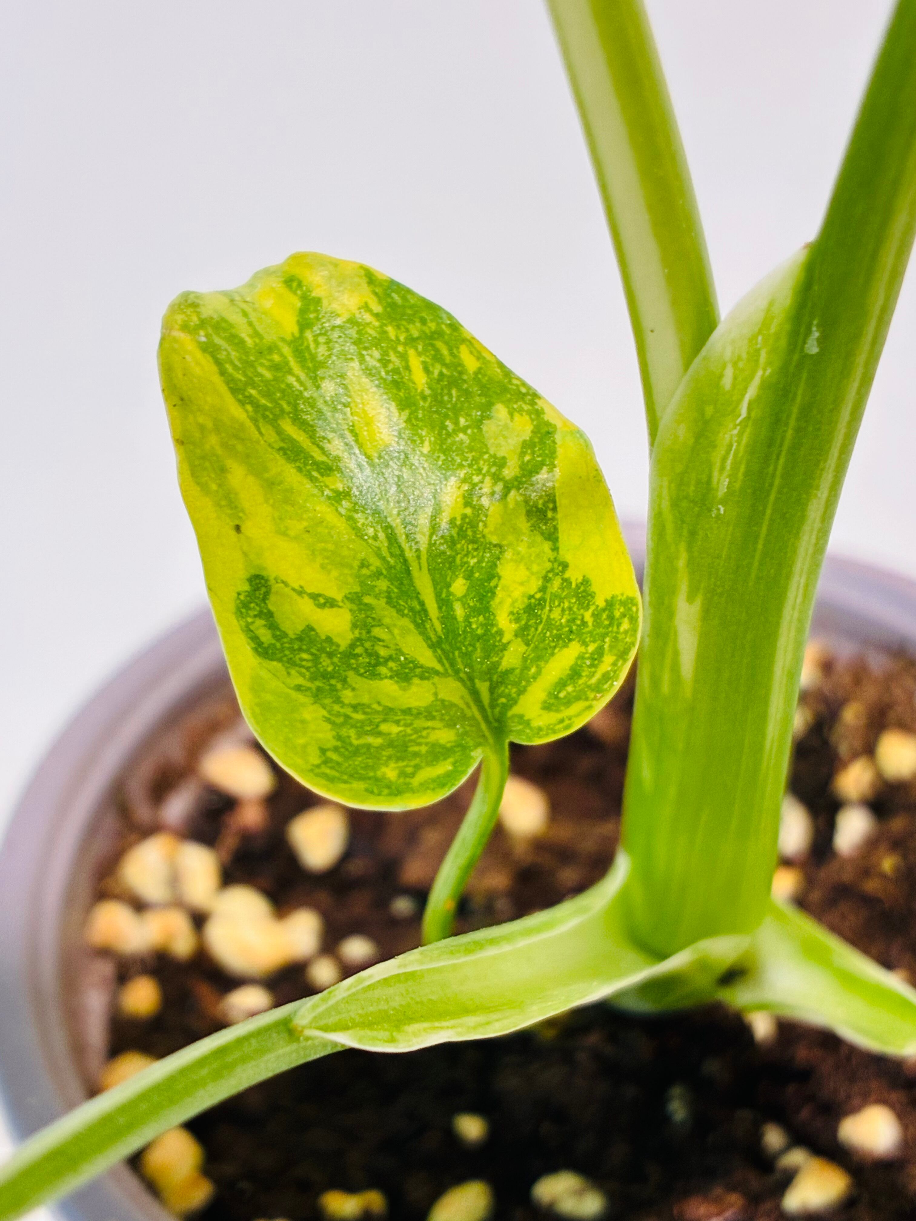Monstera deliciosa 'Electrolight' モンステラ デリシオーサ