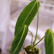 アンスリウム ワロクアーナム│Anthurium Warocqueanum㉙│観葉植物