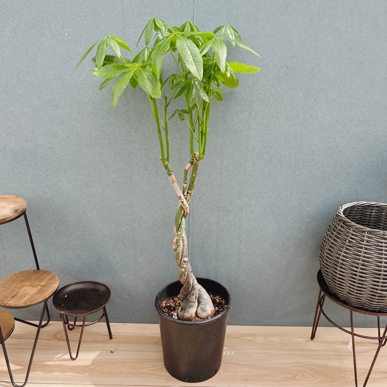 現品］G ウチワサボテン 8号 観葉植物 室内 大型 おしゃれ かわいい