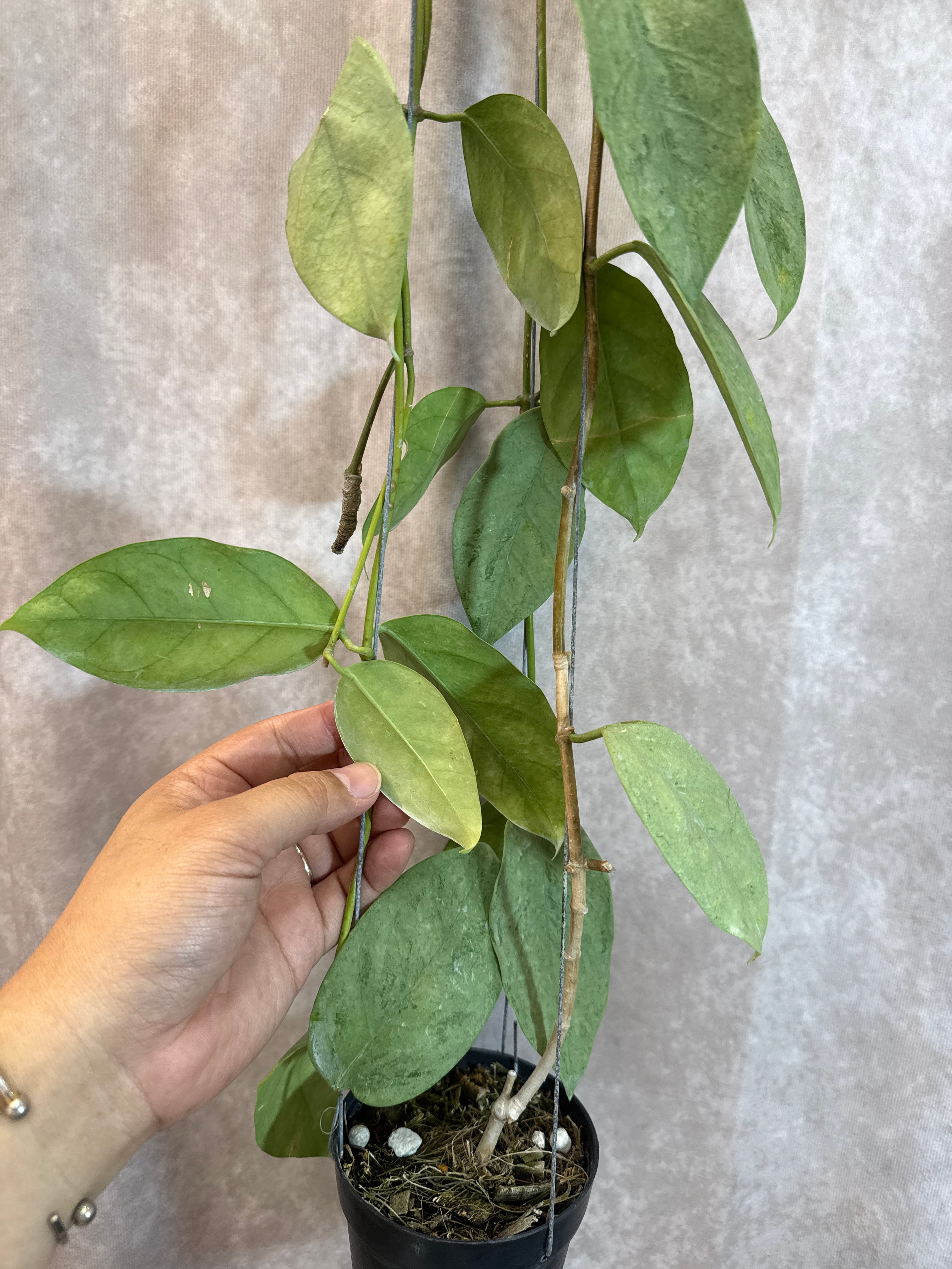 hoya coriacea 'full silver '/ ホヤ コリアセア フルシルバー