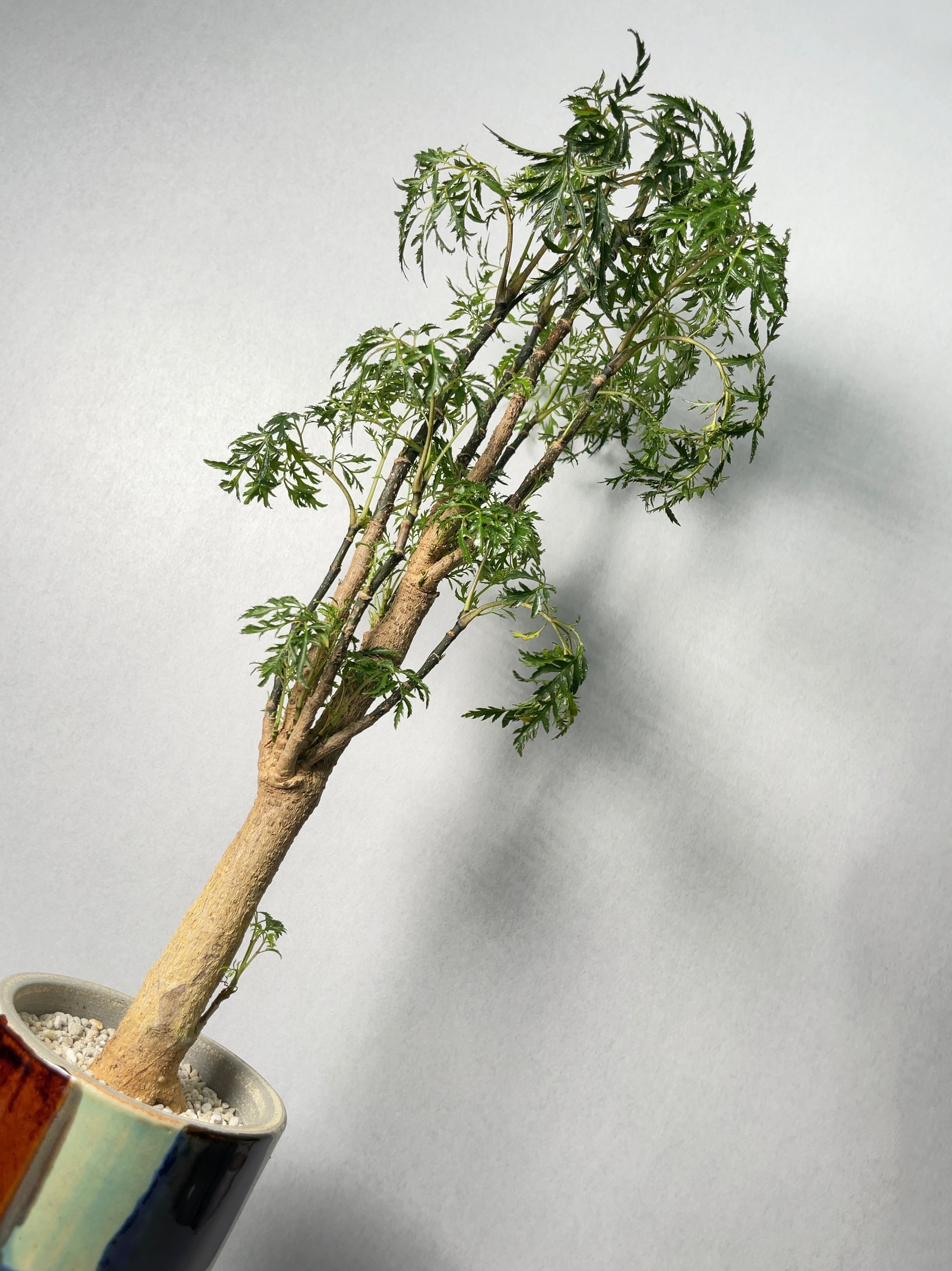 ポリシャス・スターシャ | trigger