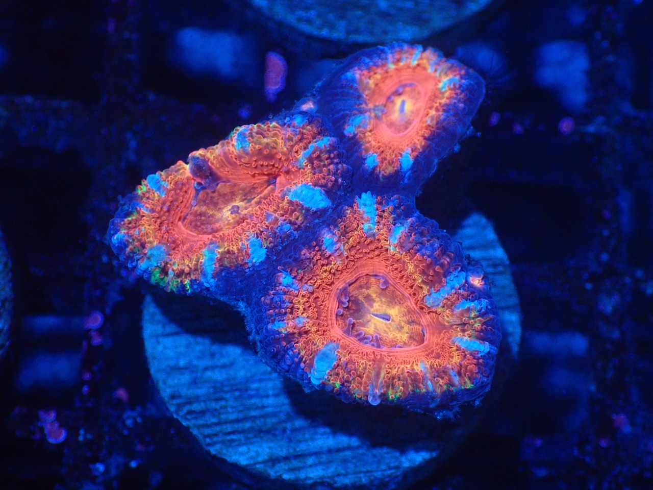 Loadhowensis Rainbow 19