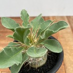 Pachypodium namaquanum【パキポディウム・ナマクアナム・光堂・実生】