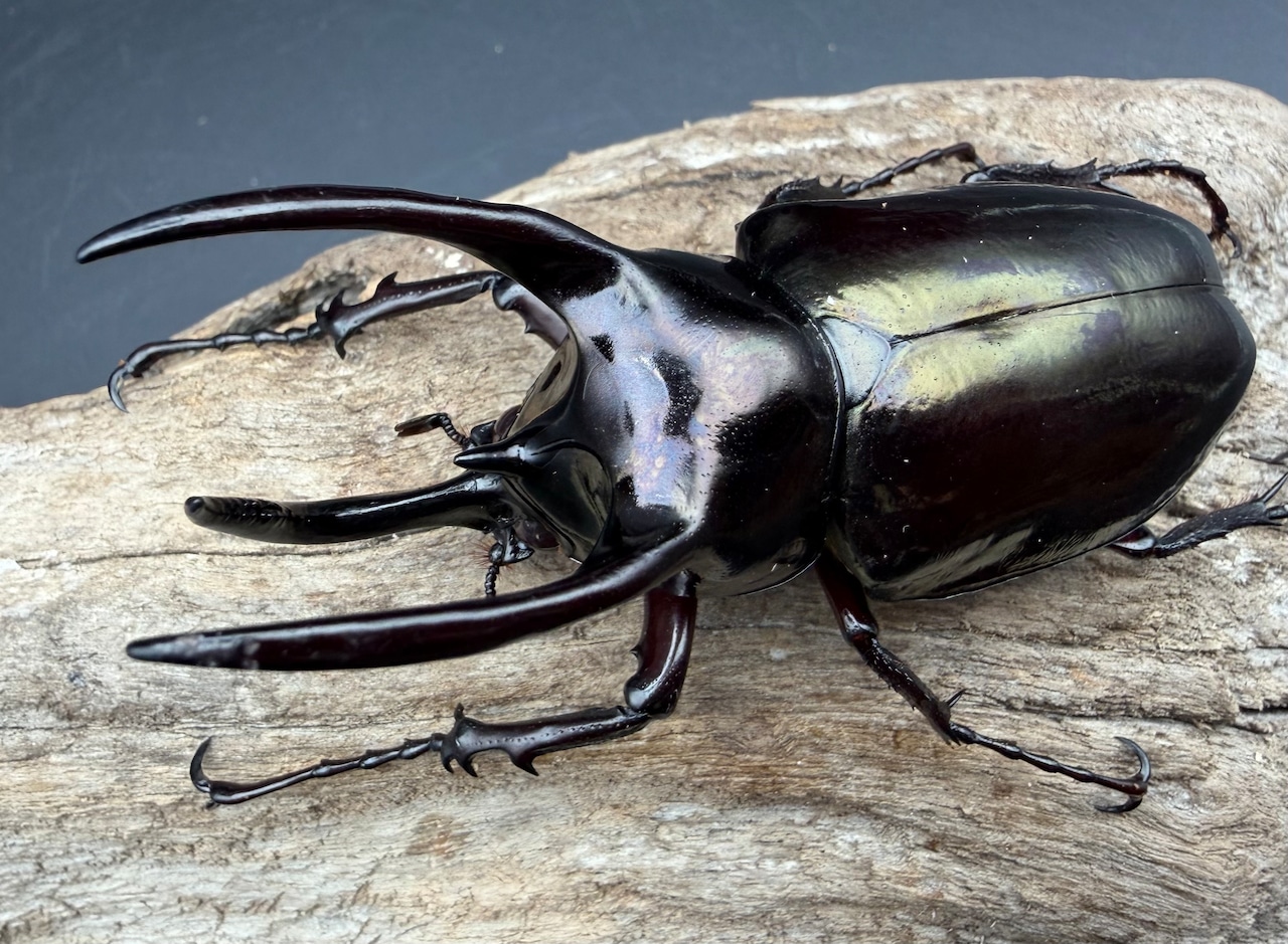 特別特価!!【WD】《アトラスオオカブト スマトラ島産 70-79mm ペア》