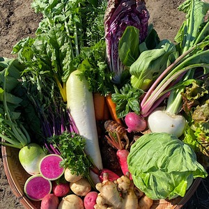 ユウベジ季節の野菜セット(大)【送料別】