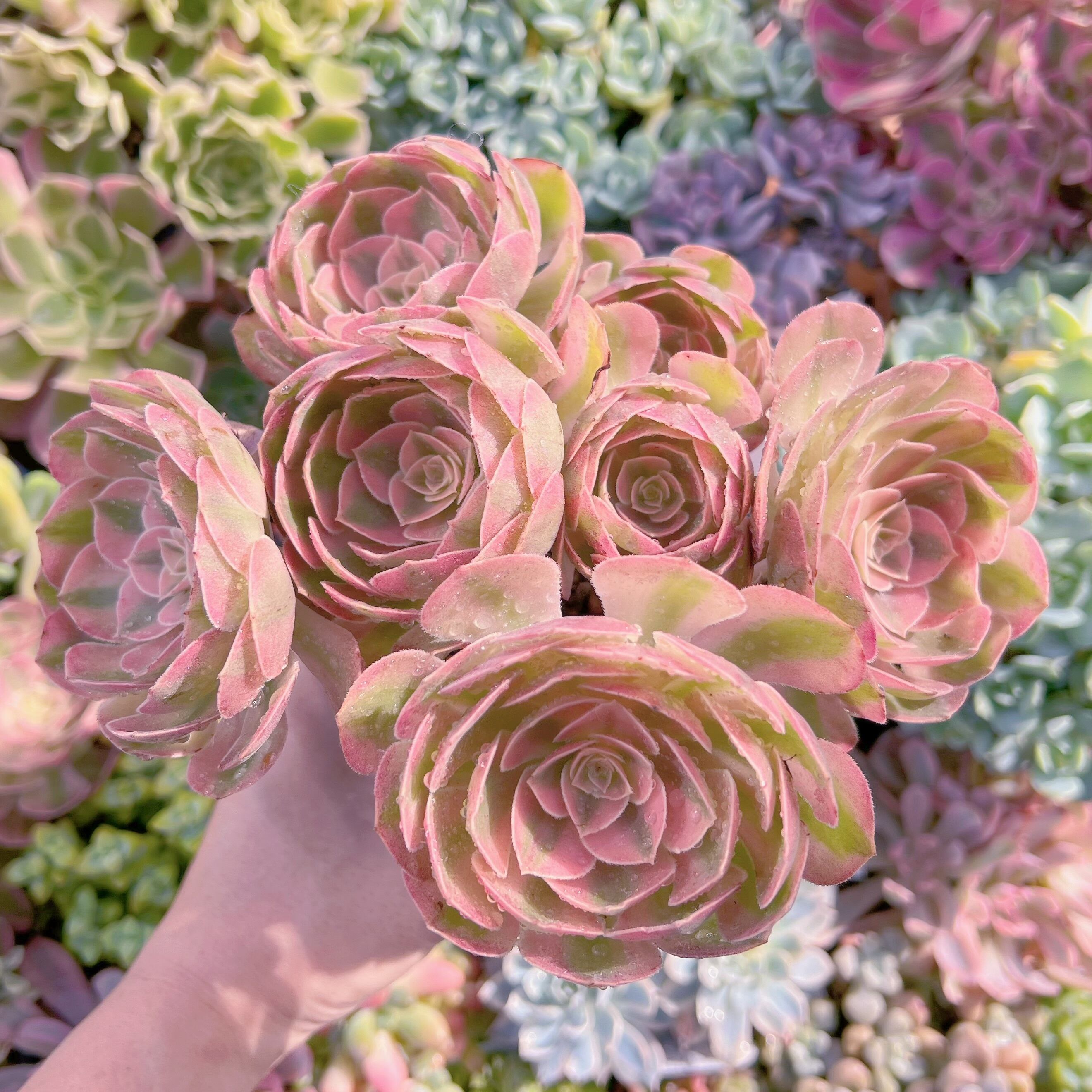 現物　ハロウィン白錦#676　特大群生　新入荷