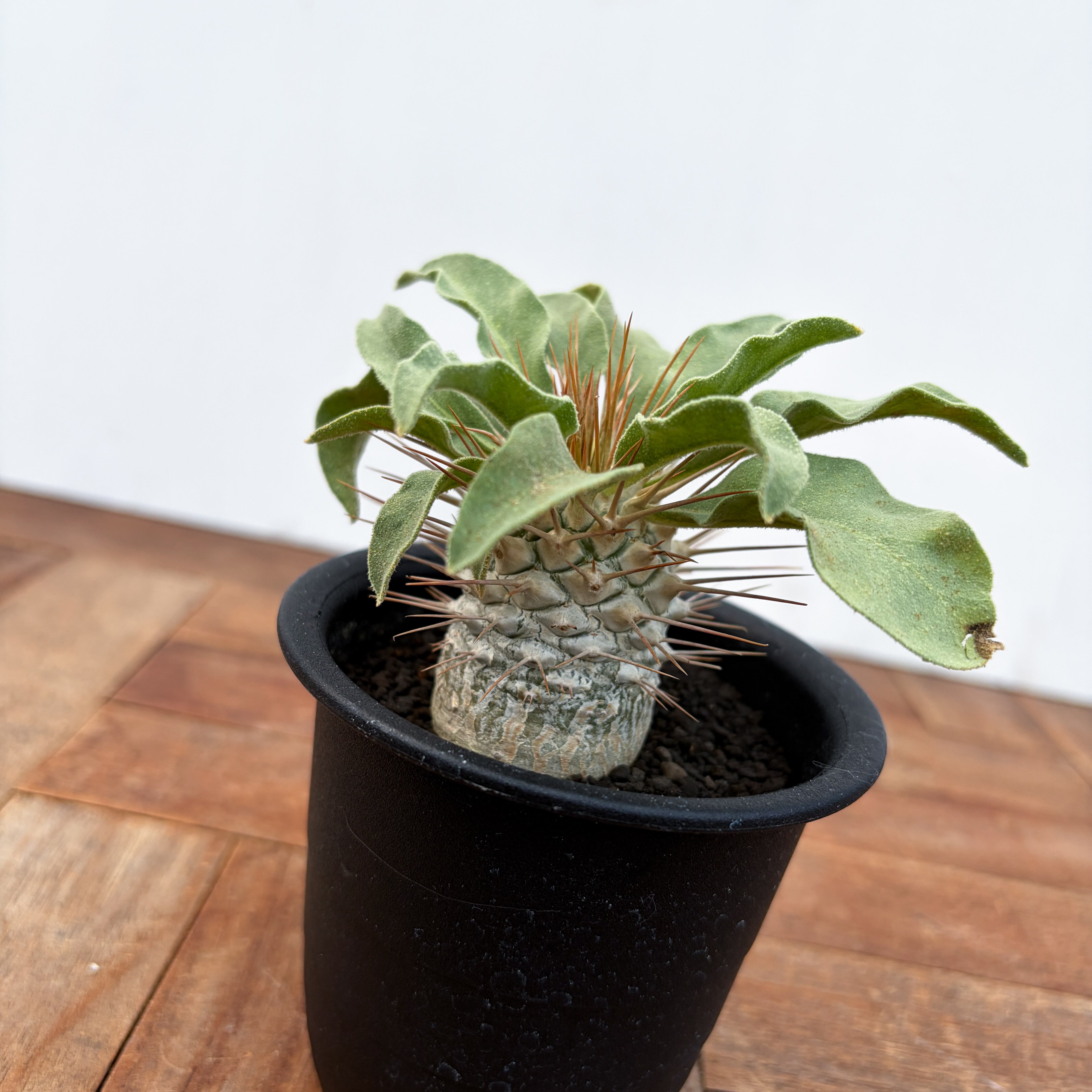 Pachypodium namaquanum【パキポディウム・ナマクアナム・光堂・実生
