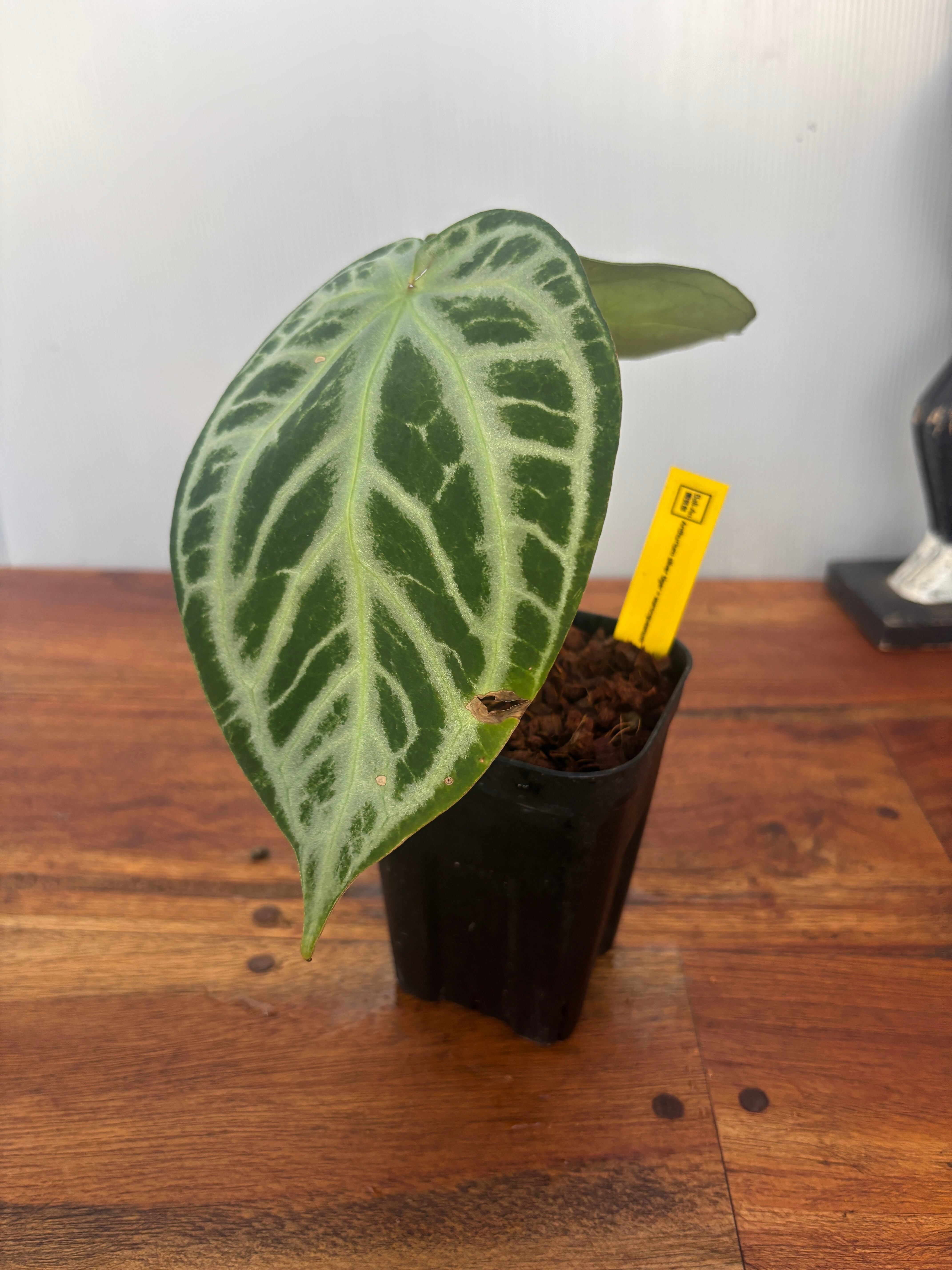 Anthurium | BA PLants