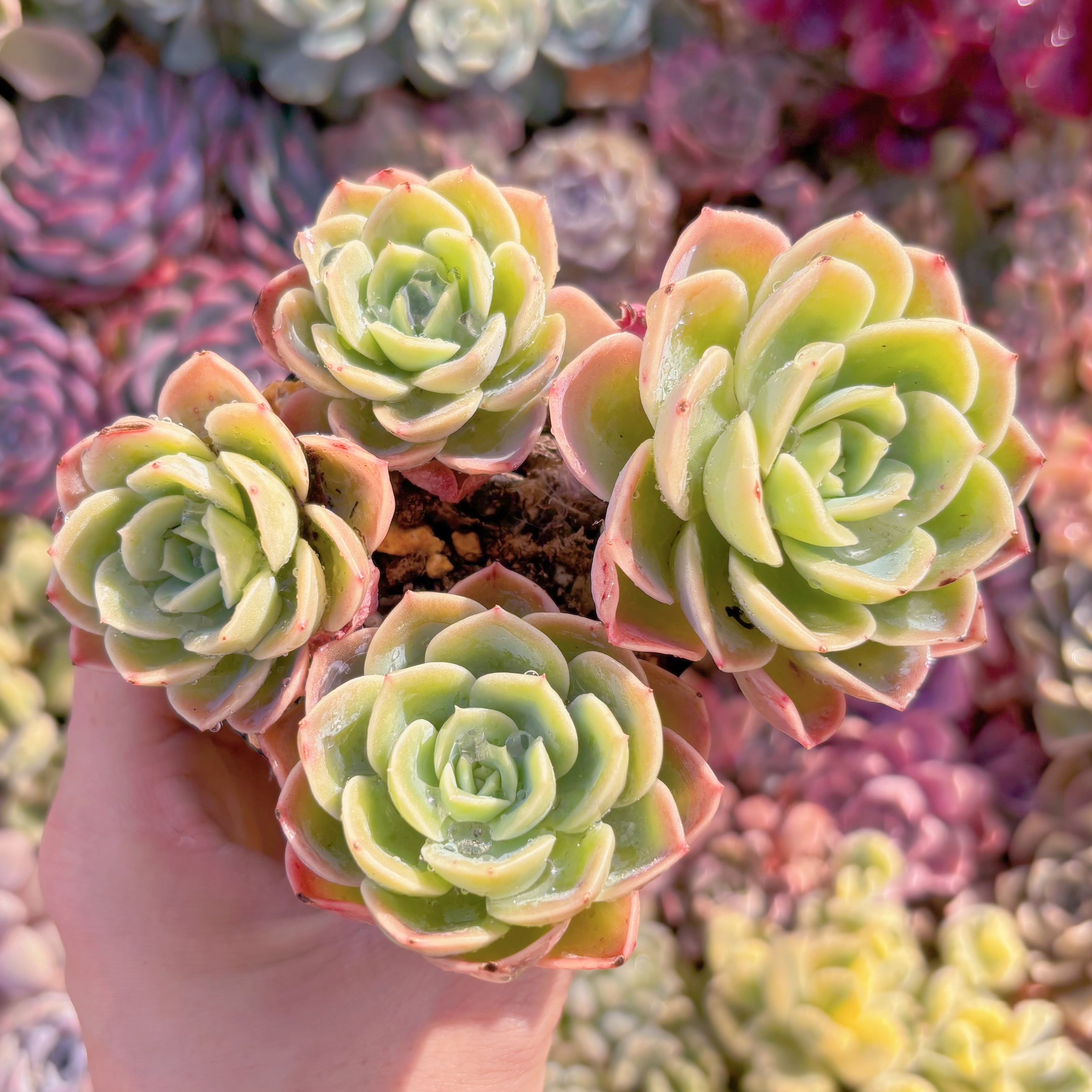 現品　メロン#216　るる農園