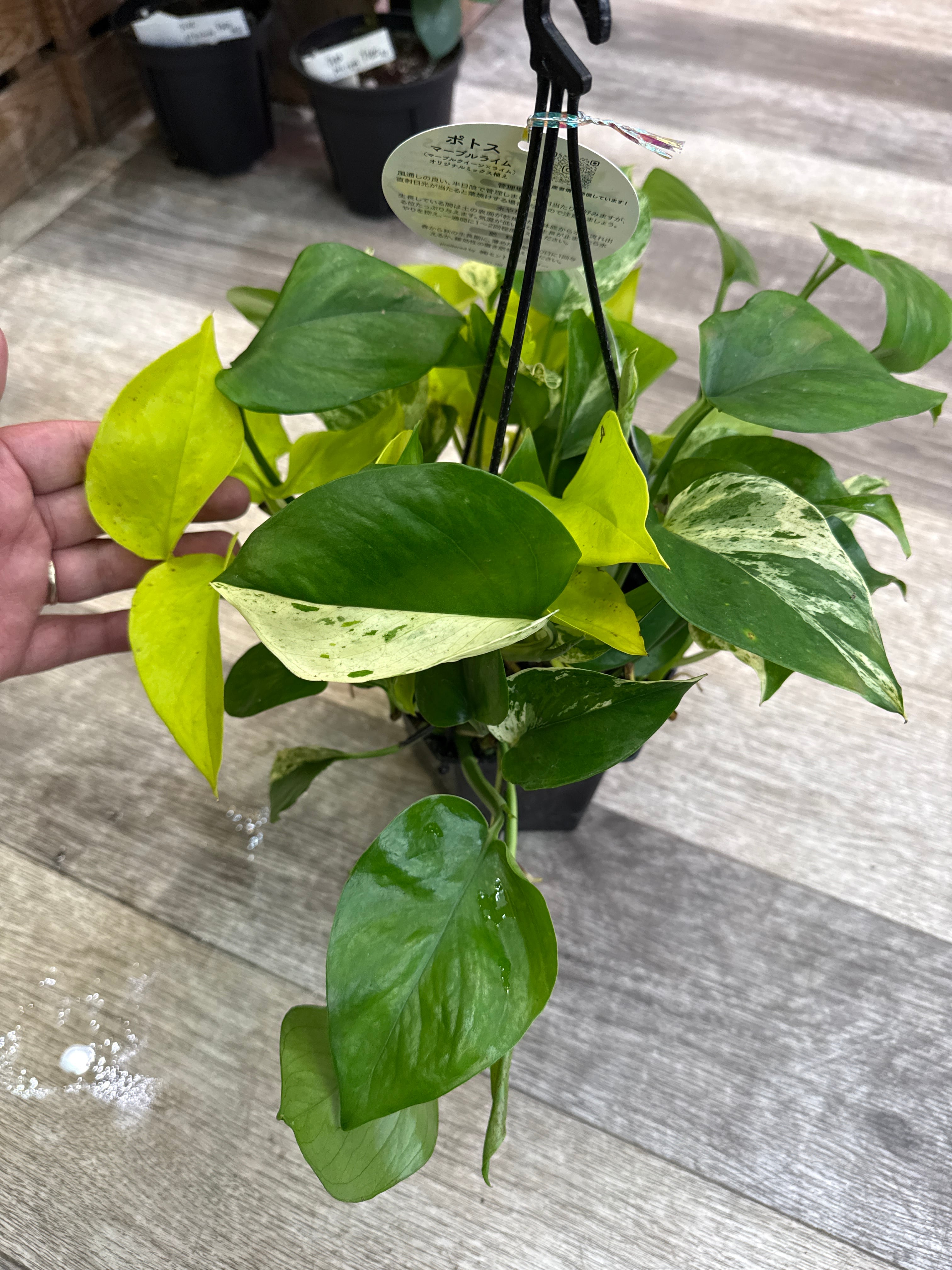 ④ ポトス mix 'marble Lime' | Gardenえん 【観葉熱帯植物】