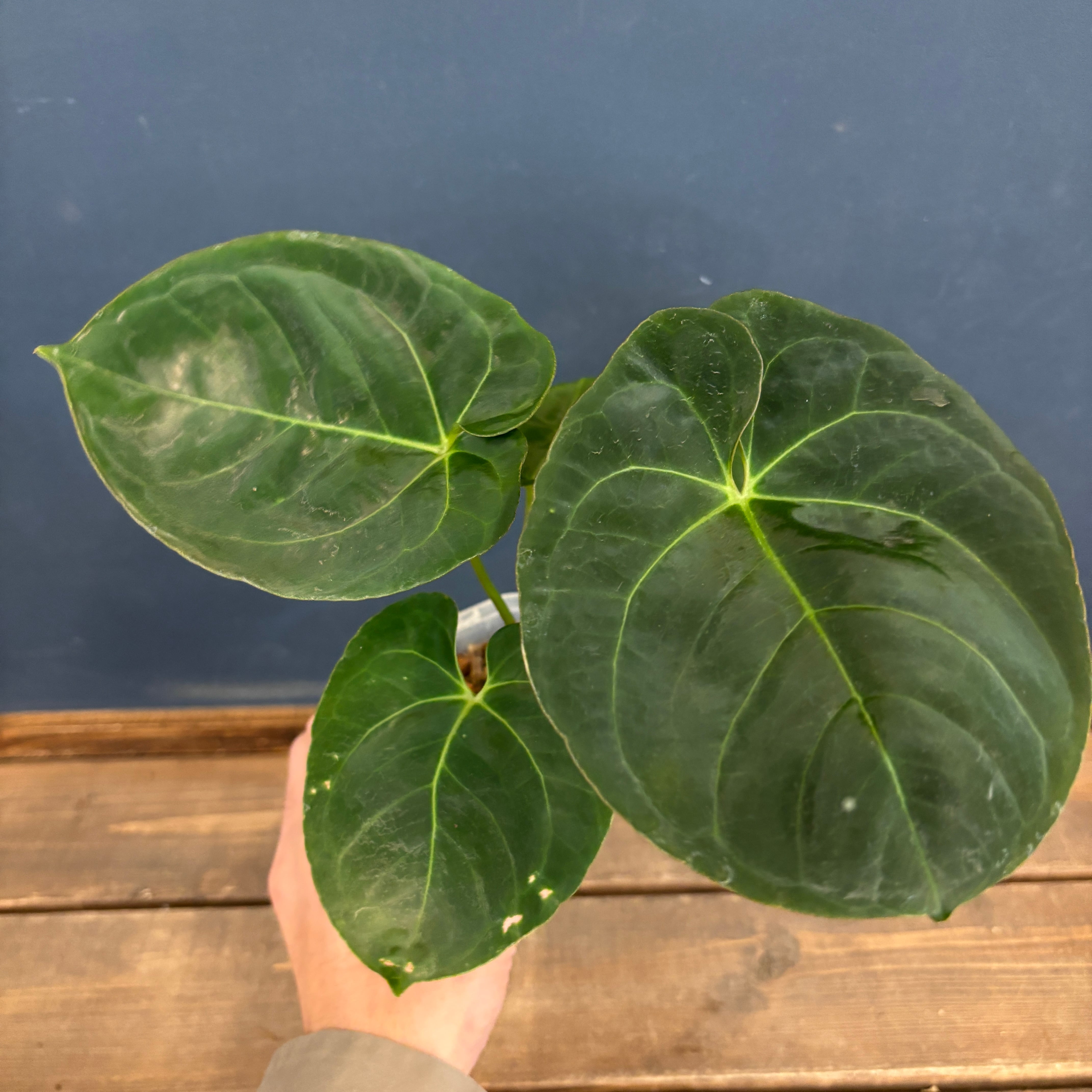 購入不可 チランジア  ドゥラティ (ドーラティ) チランジア ドーラティ(ドゥラティ)【150】 | PROTOLEAF プロトリーフ