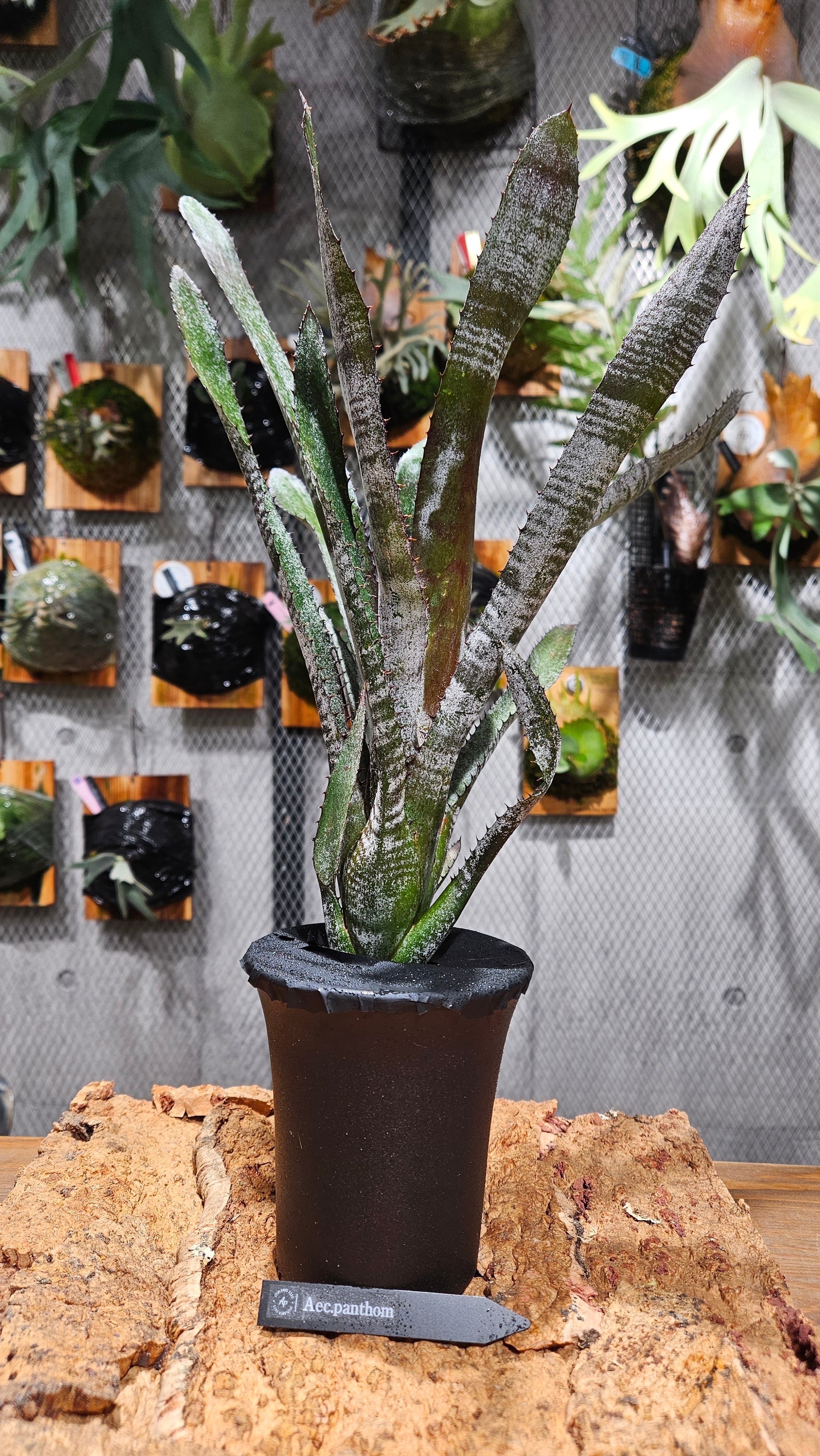 Aechmea Panthom【artPLANTs/PLANTSGARAGE 】タンクブロメリア