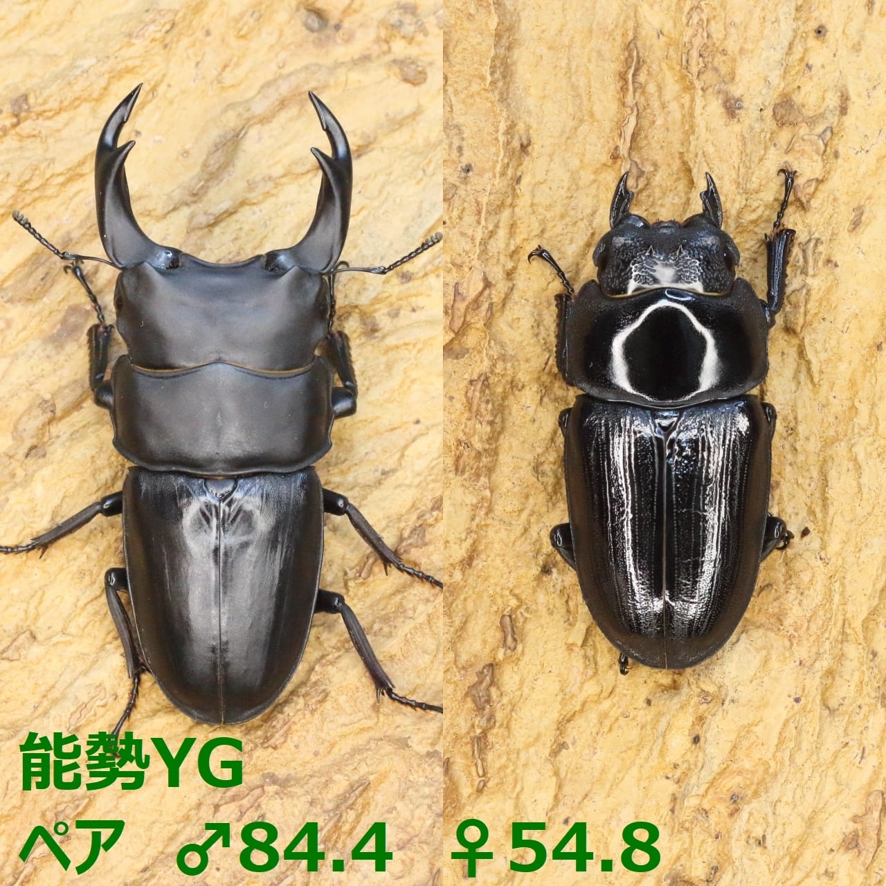 a274a61ed5ad9e877da6bf3b38cdb1