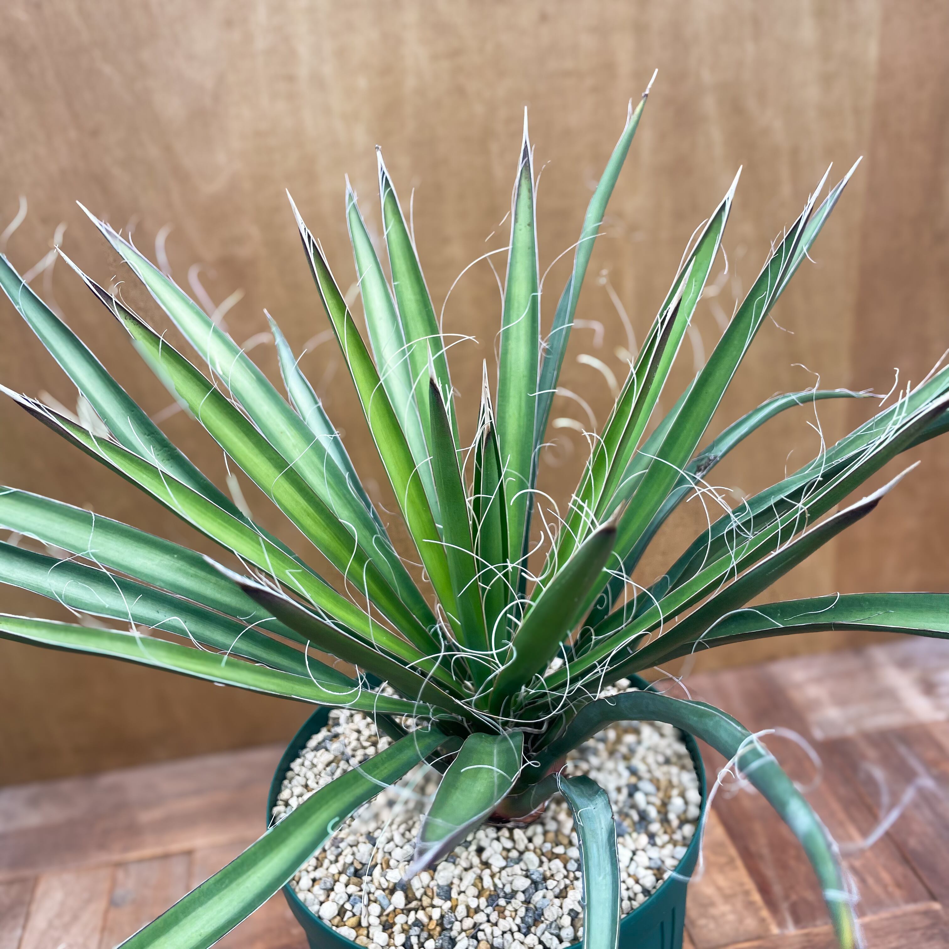 b*y様 ユッカ グラウカ 実生株 D Yucca baccata【ユッカ・バッカタ