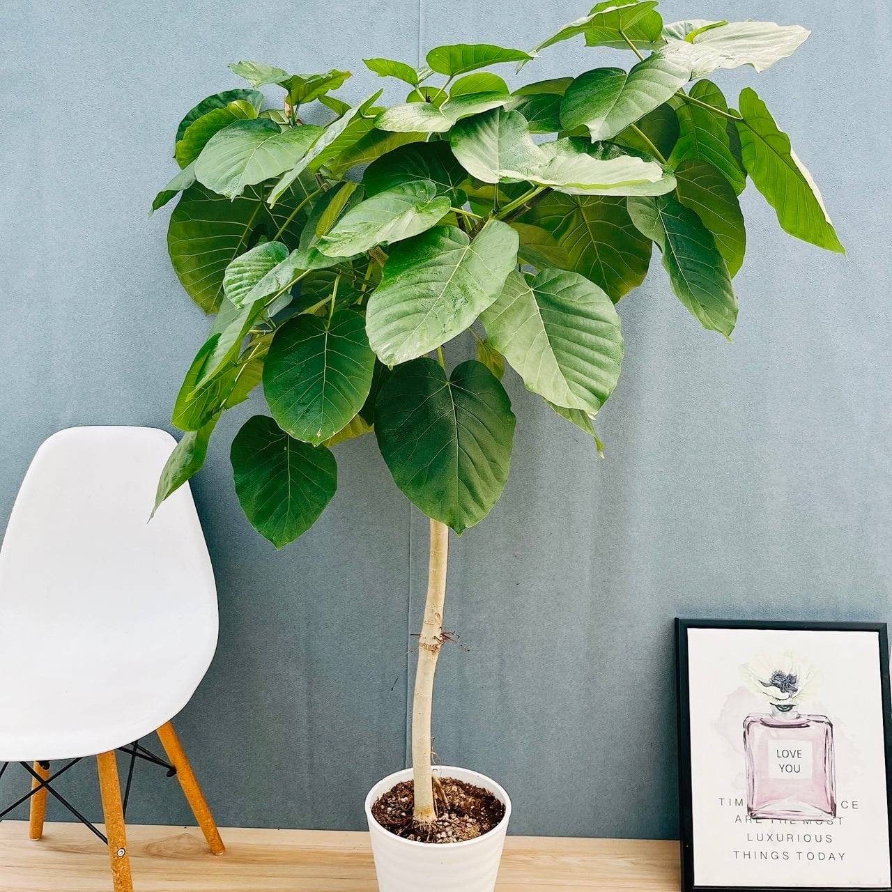 現品］A フィカス ウンベラータ 8号 観葉植物 室内 大型 ゴムの木 人気