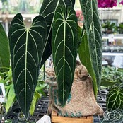 アンスリウム ワロクアーナム / Anthurium Warocqueanum⑳ / 観葉植物<育て方・花言葉>