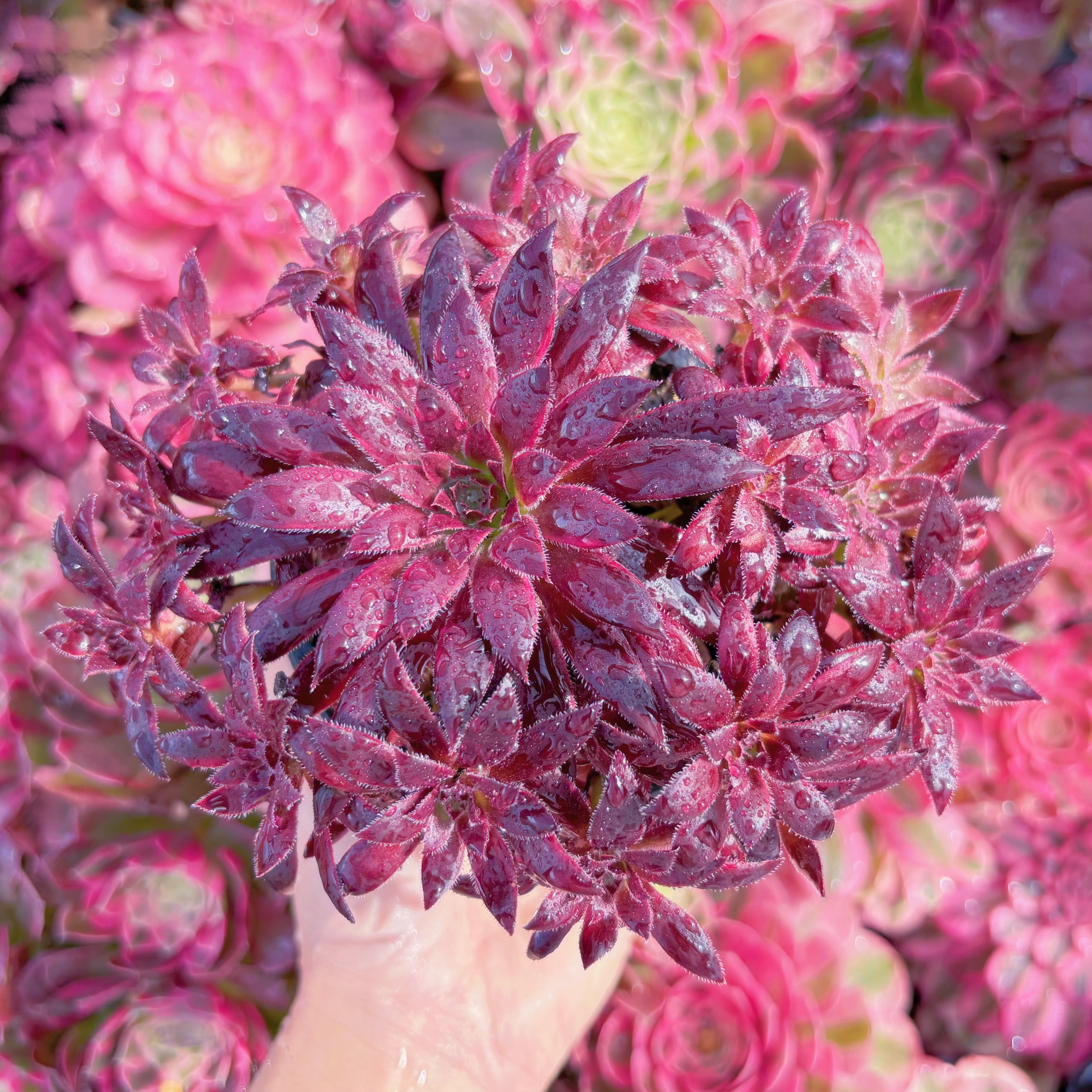 多肉植物　驚鴻(きょうこう)　群生　新入荷　るる農園