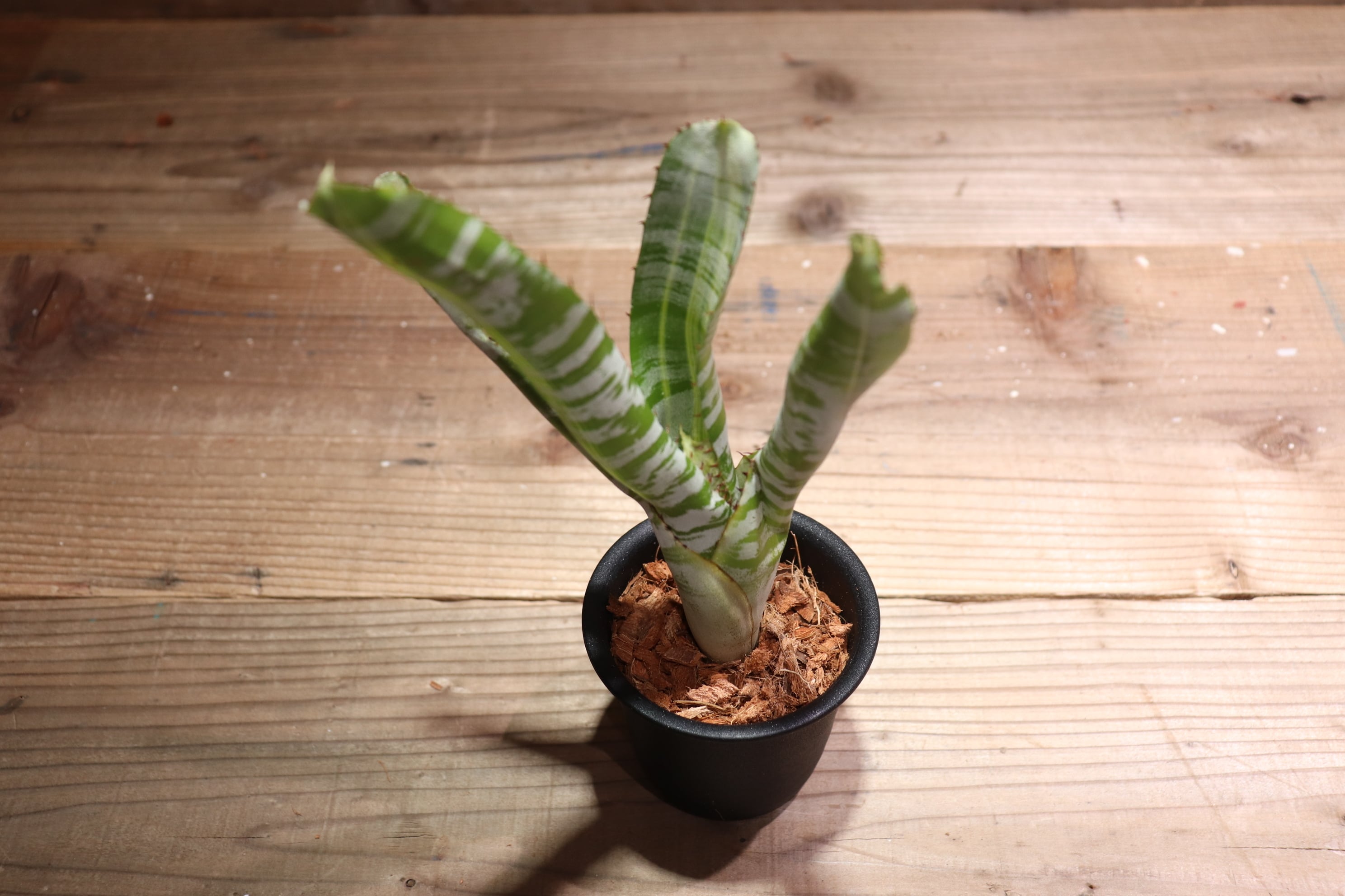 【送料無料】Aechmea 'Vista'〔エクメア〕現品発送A186 送料無料】Aechmea 'Vista'〔エクメア〕現品発送A0038 | plane