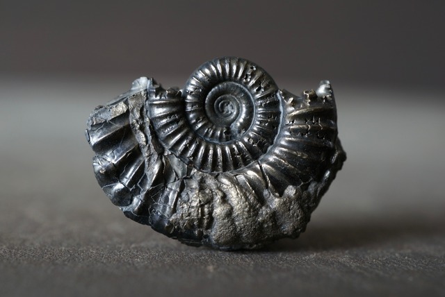 イギリス産黄鉄鉱化アンモナイト  Pyritized Ammonite 1491