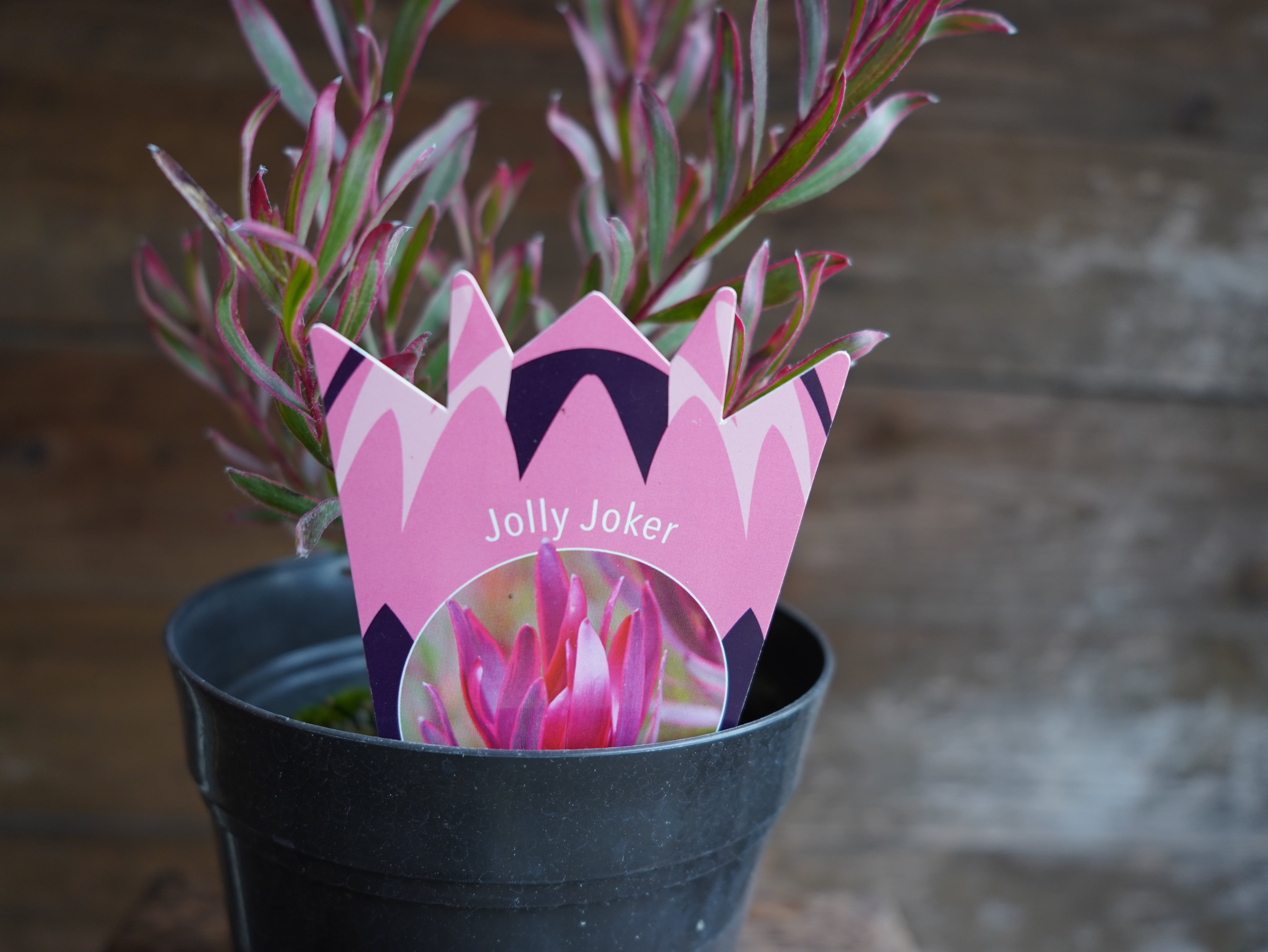 【現物】リューカデンドロン ”Jolly Joker”