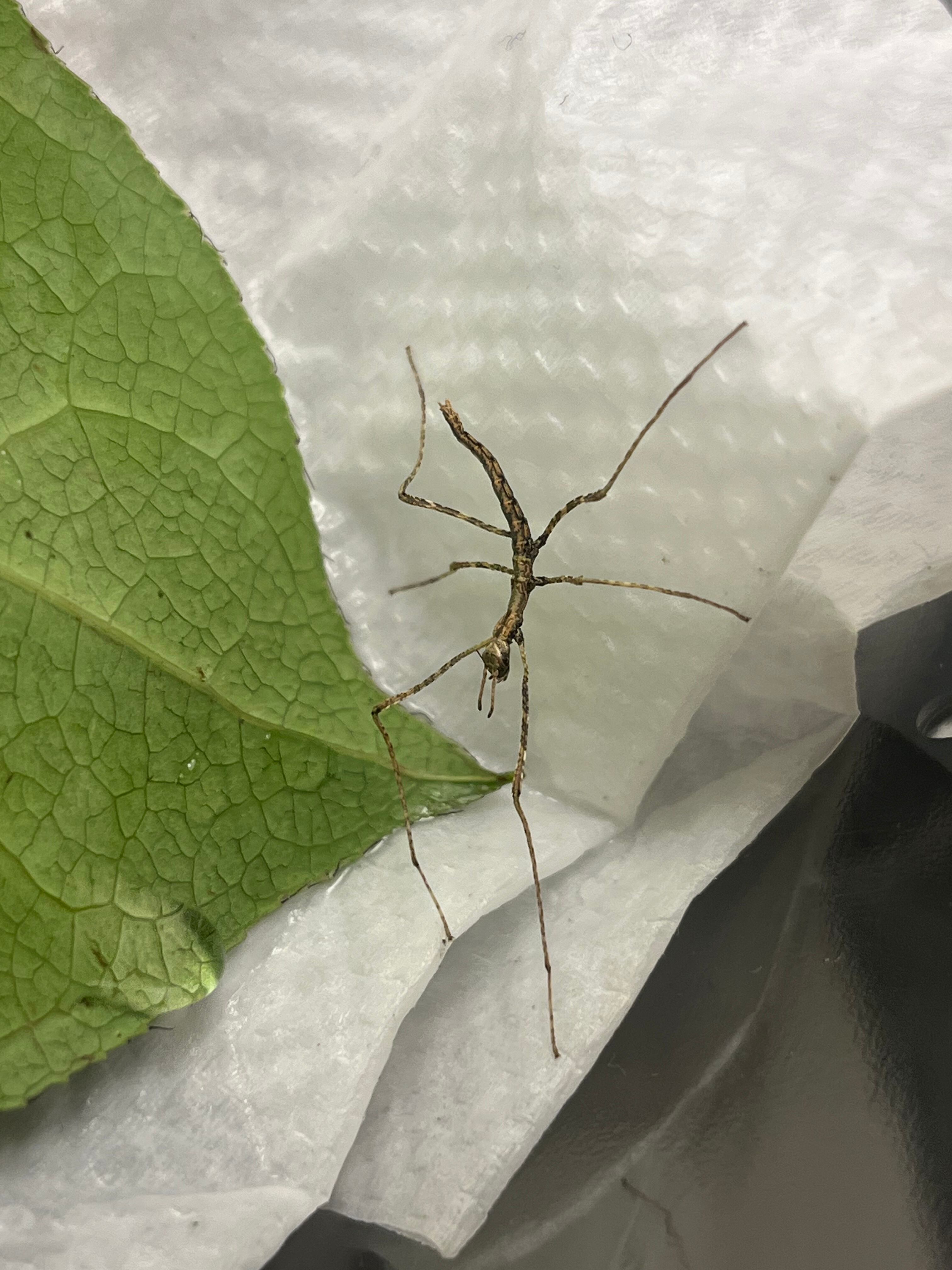 ナナフシ | オモニキチュウ