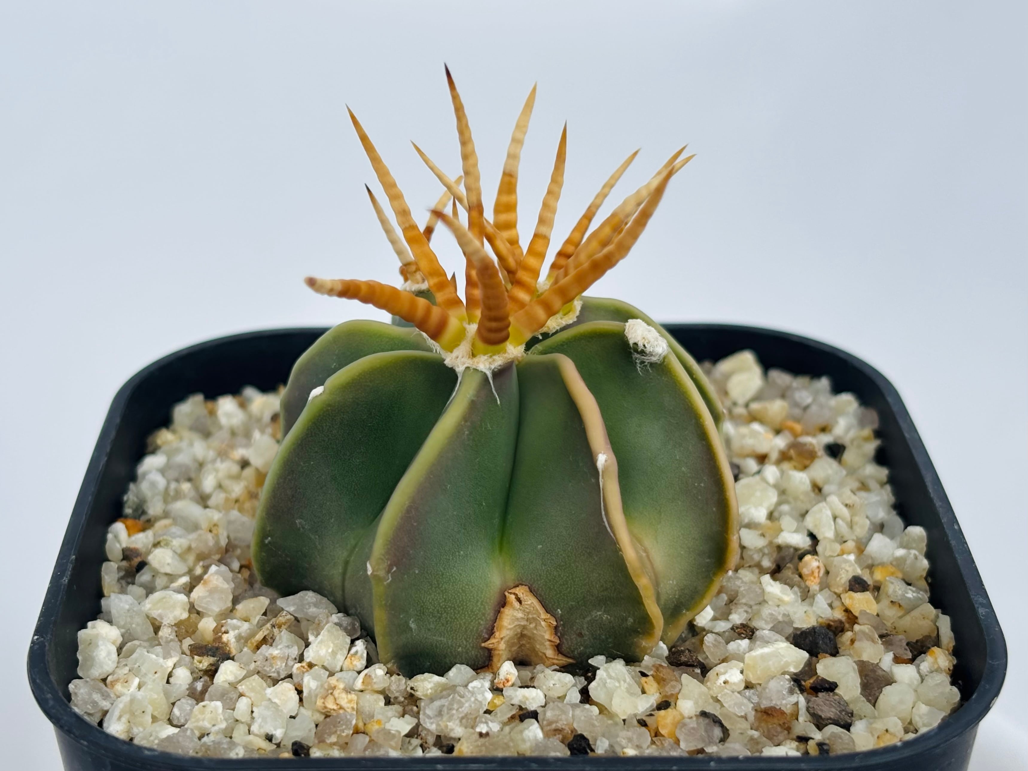 Astrophytum capricorne v. crassispinum アストロフィツム 水牛大鳳玉