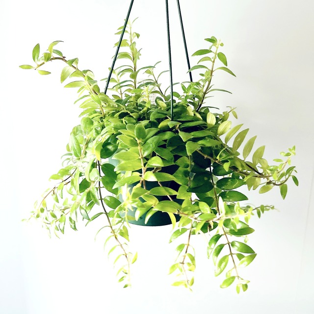【再入荷】エスキナンサス ボレロ 小さな葉が魅力✳︎ハンギング 観葉植物 calm cafe