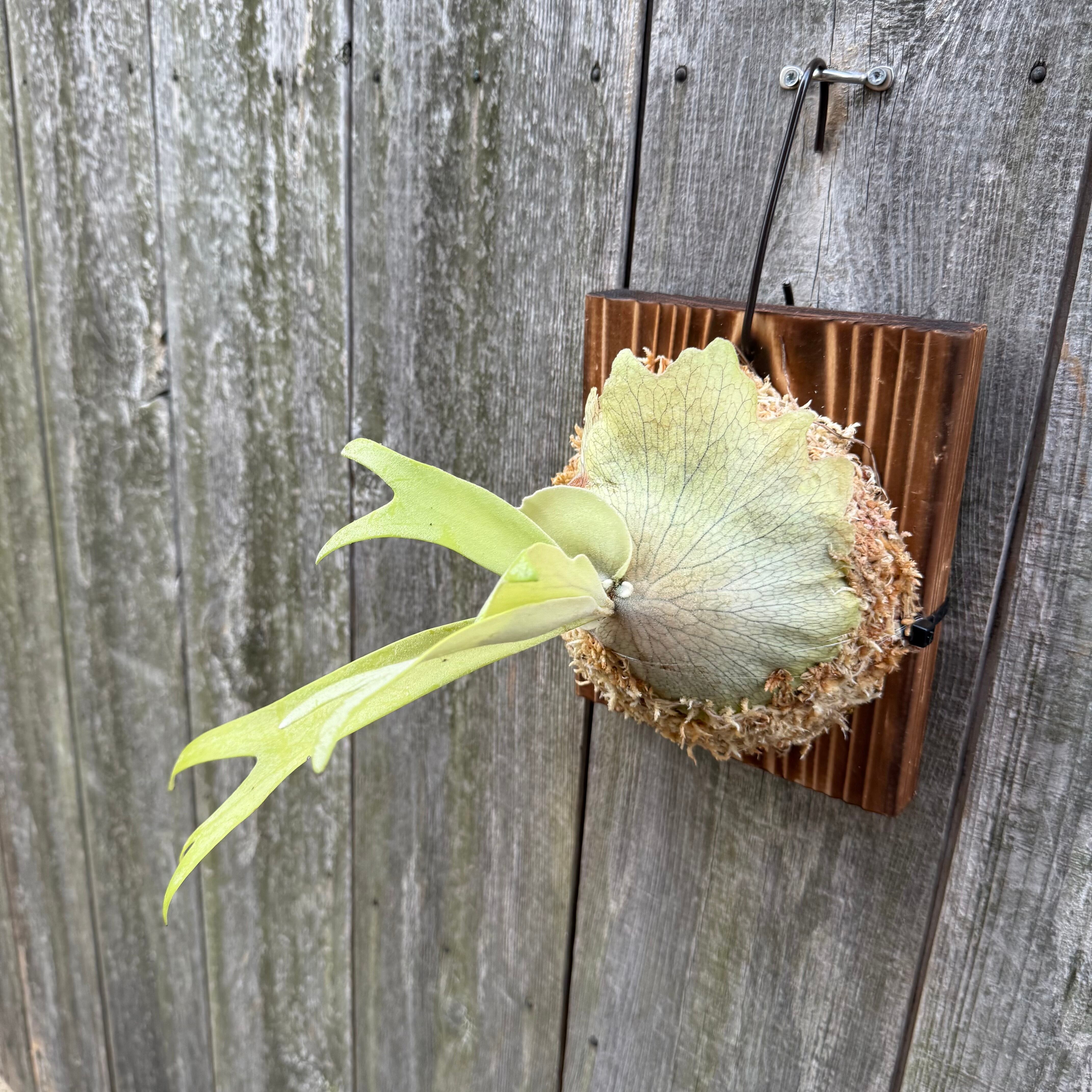 P. willinckii cv. Aplus special (pup) | naturefix
